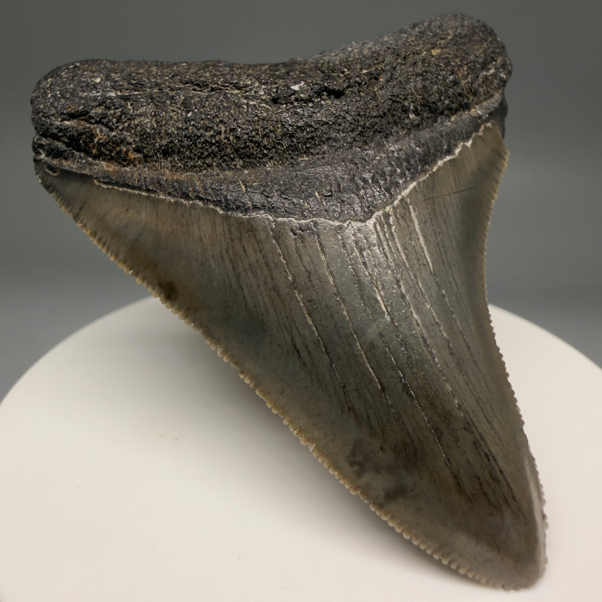 Front Left View Colorful, Sharply serrated 2.57" Fossil Megalodon Tooth – South Carolina River Find | Authentic megalodonteeth.com CM6739