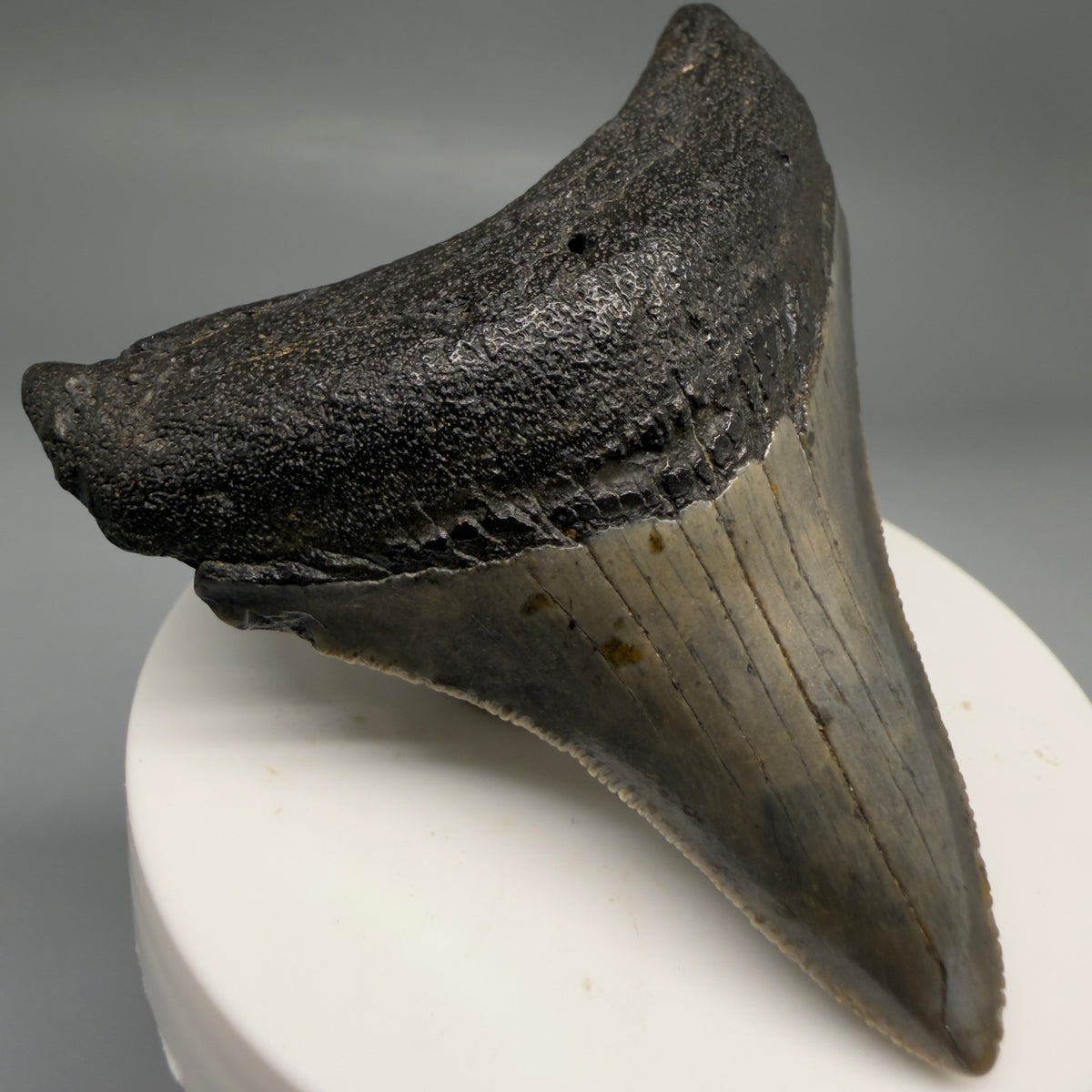 Front Left View Colorful, Sharply serrated 2.79" Fossil Megalodon Tooth – South Carolina River Find | Authentic megalodonteeth.com CM6741