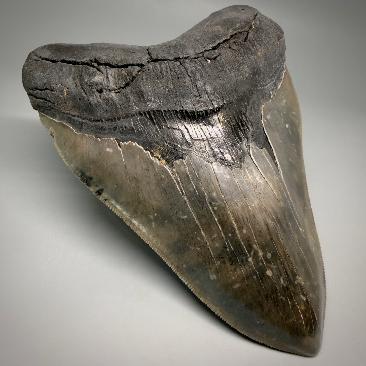 Front Left View Colorful, collector's quality 5.75" Fossil Monster Megalodon Tooth - South Carolina, USA megalodonteeth.com CM6607