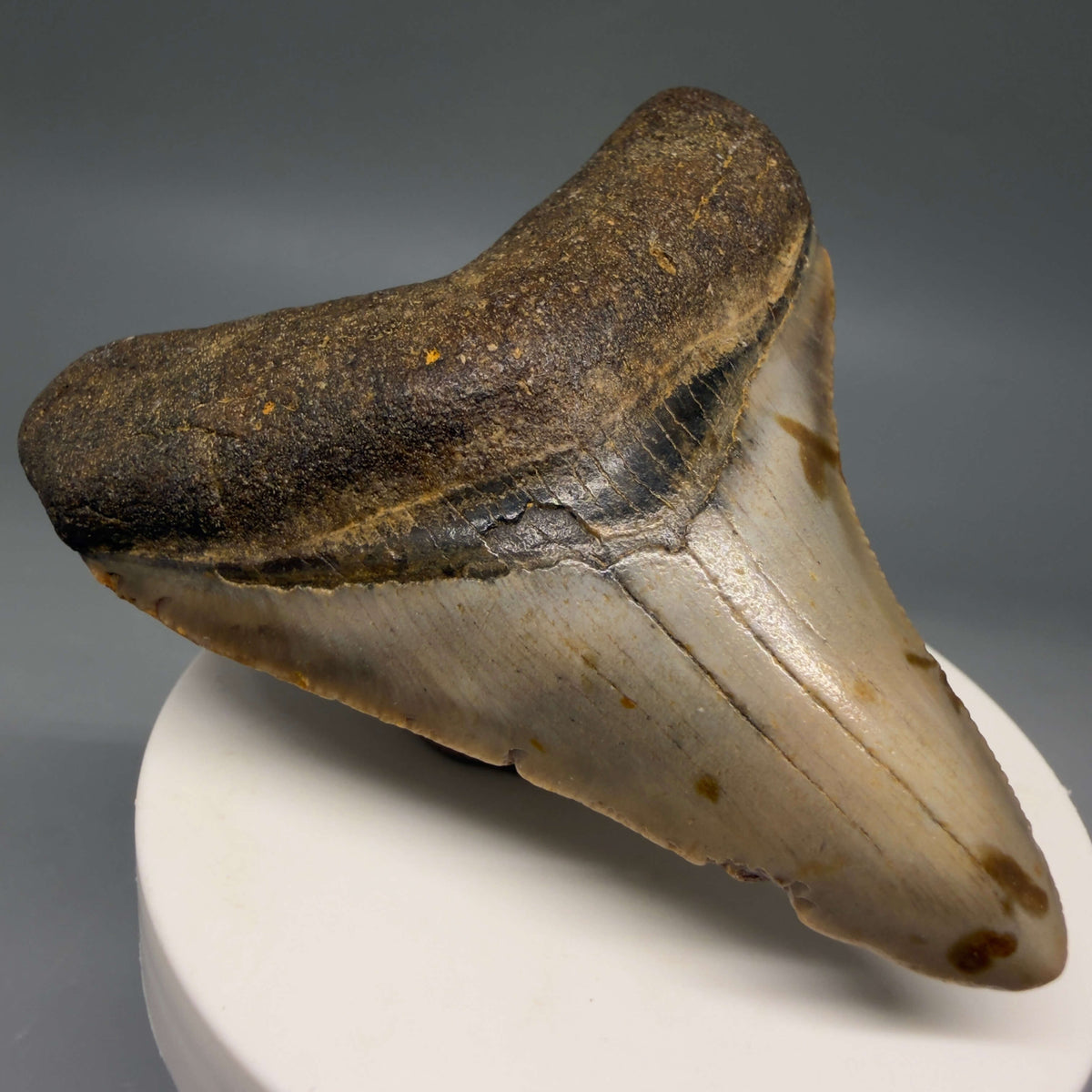 Front Left View Colorful, heart-shaped 3.00" Fossil Megalodon Tooth from North Carolina - megalodonteeth.com CM6793