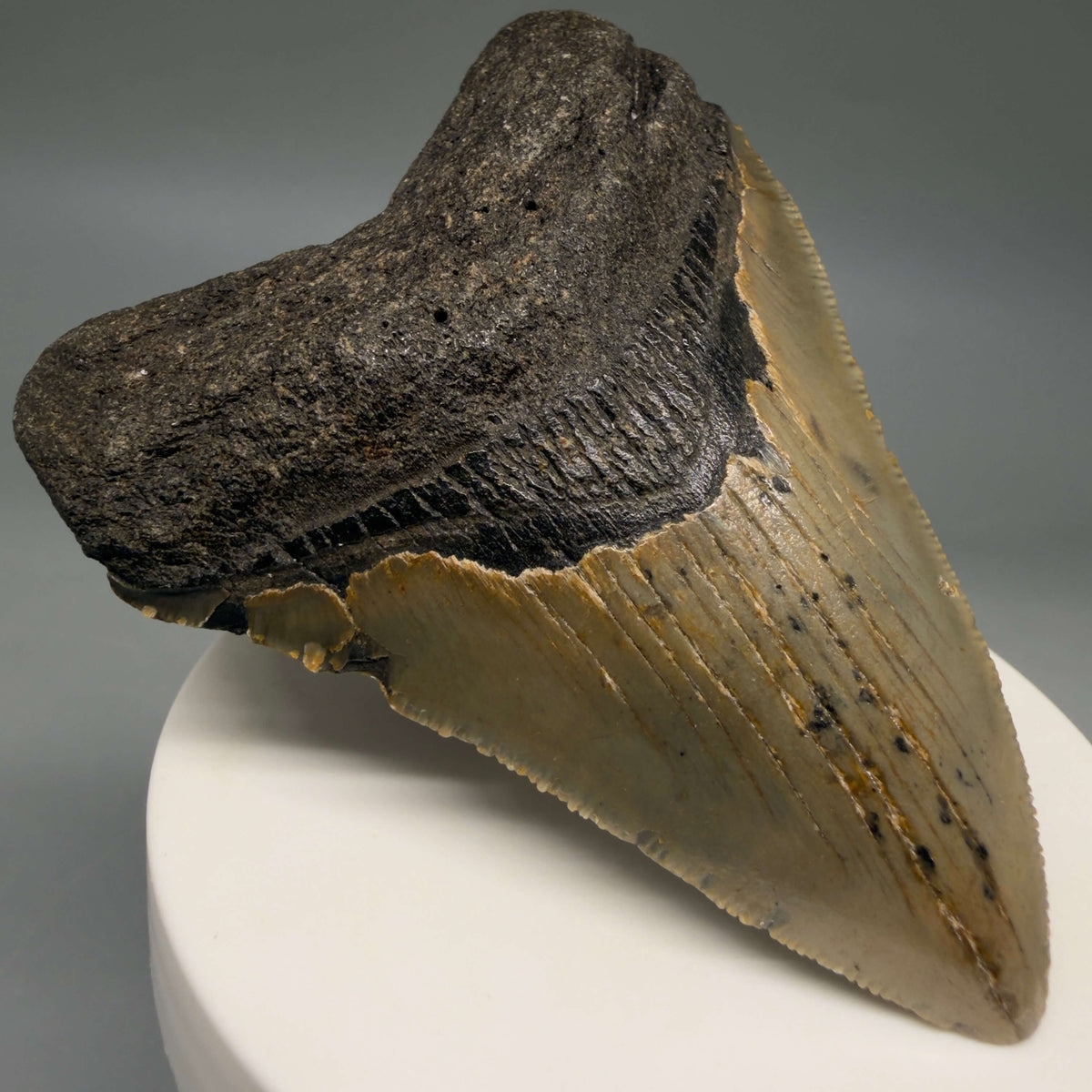 Front Left View Colorful, heart-shaped 3.15" Fossil Megalodon Tooth from North Carolina - megalodonteeth.com CM6795