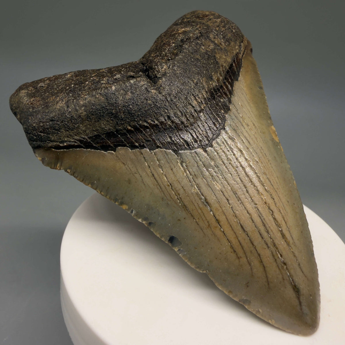 Front Left View Colorful, heart-shaped 3.35" Fossil Megalodon Tooth from North Carolina - megalodonteeth.com CM6806