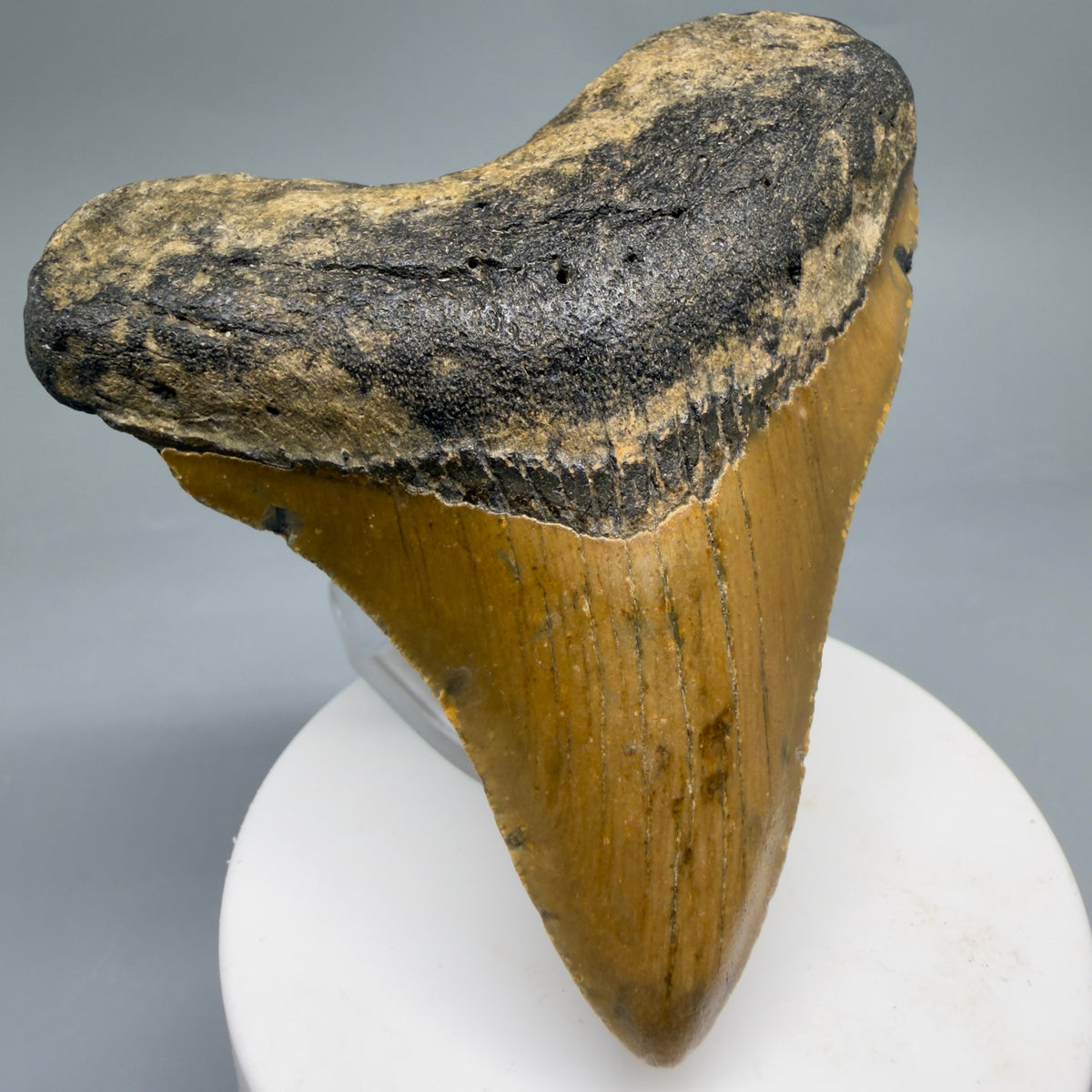 Front Left View Colorful, heart-shaped 3.38" Fossil Megalodon Tooth from North Carolina - megalodonteeth.com CM6635