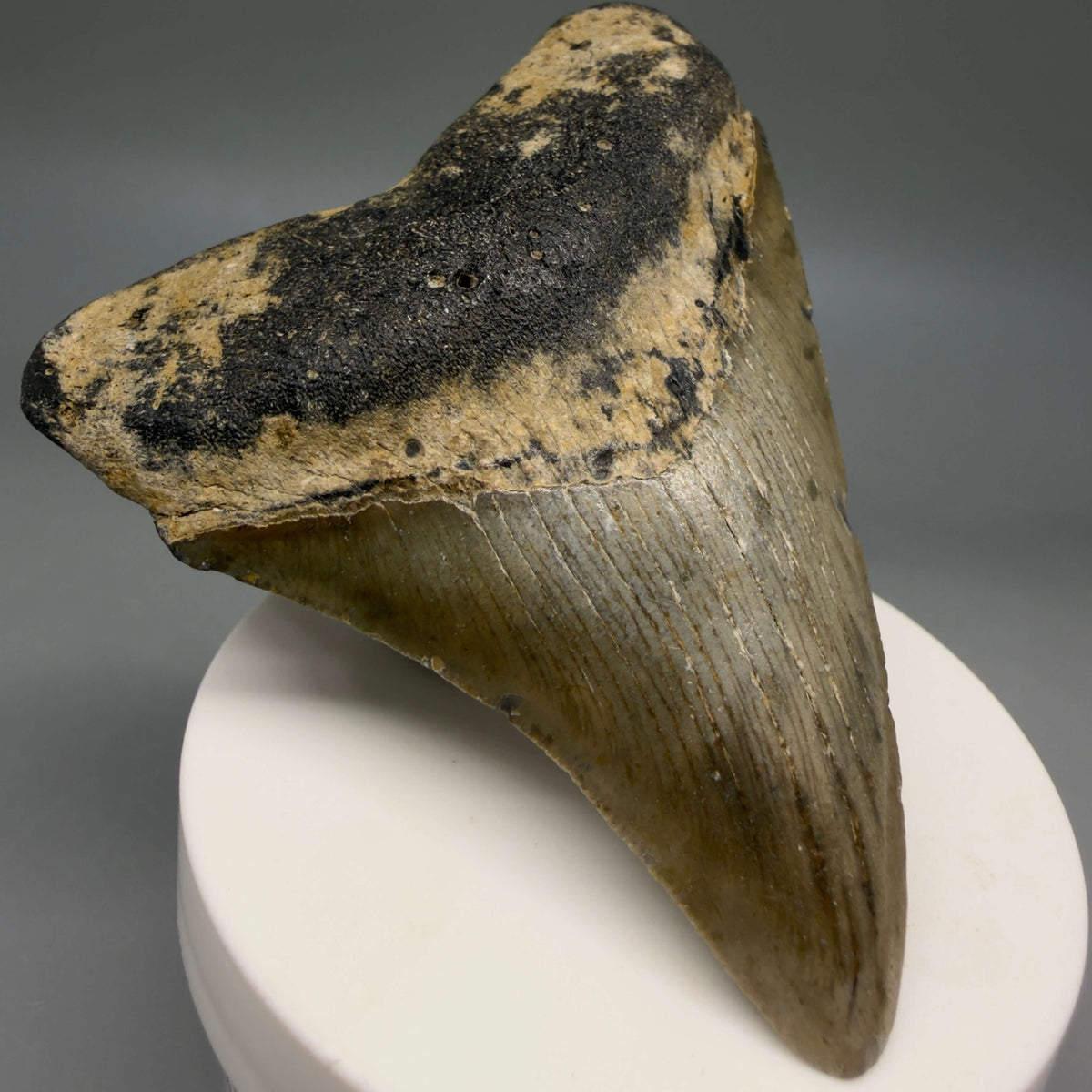 Front Left View Colorful, heart-shaped 3.41" Fossil Megalodon Tooth from North Carolina - megalodonteeth.com CM6796