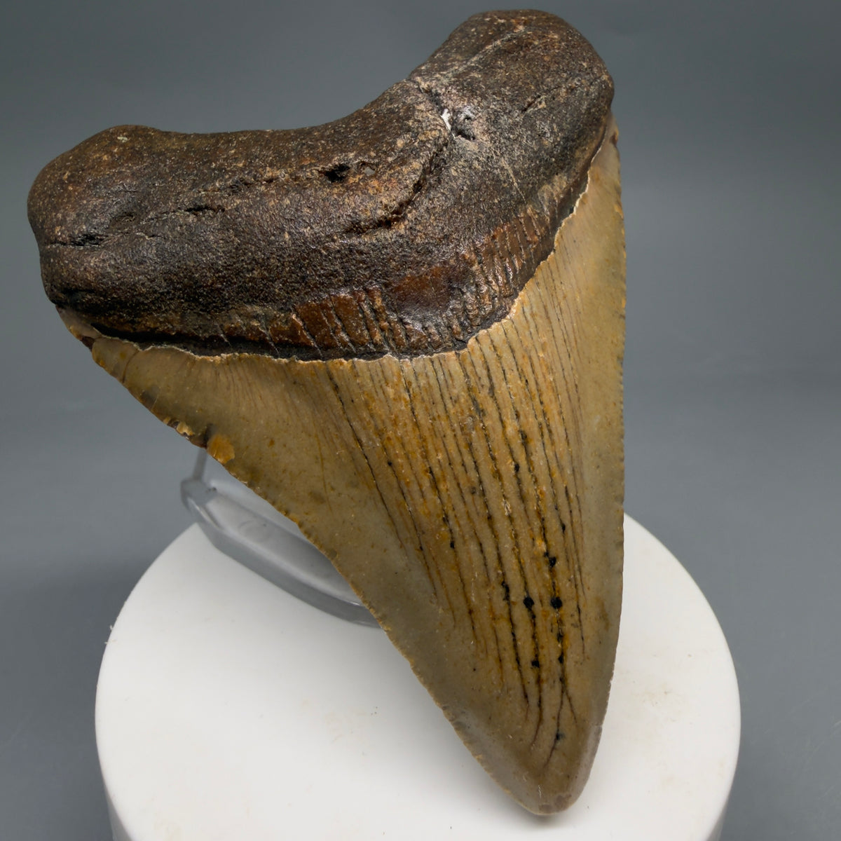 Front Left View Colorful, heart-shaped 3.46" Fossil Megalodon Tooth from North Carolina - megalodonteeth.com CM6636