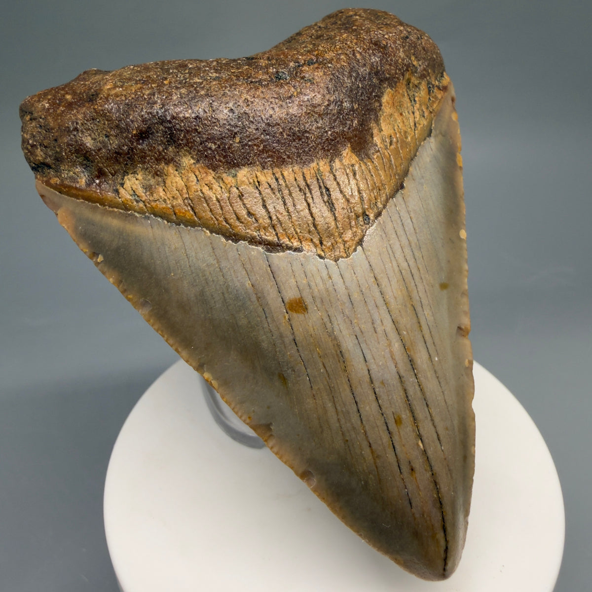 Front Left View Colorful, heart-shaped 3.46" Fossil Megalodon Tooth from North Carolina - megalodonteeth.com CM6768