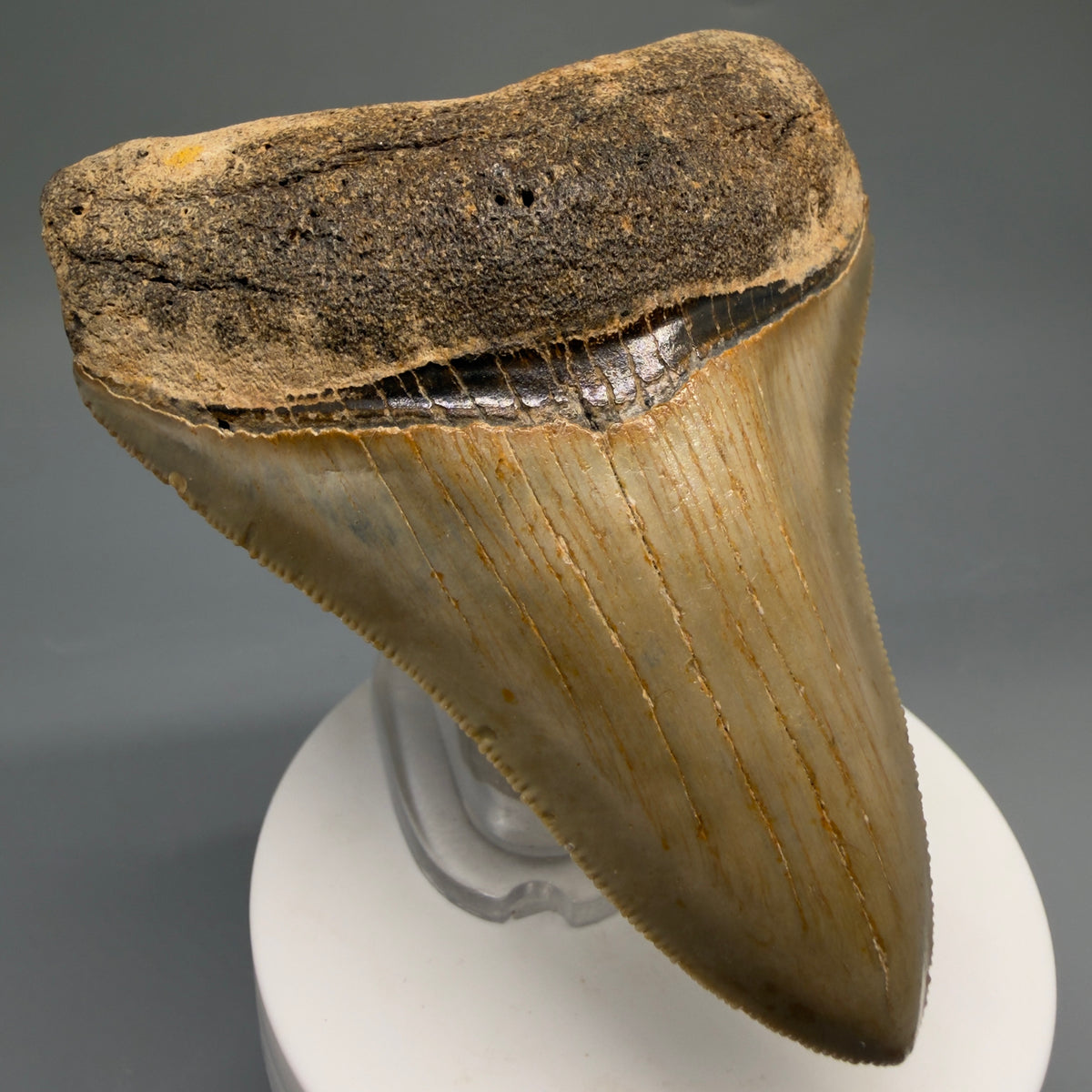 Front Left View Colorful, heart-shaped 3.47" Fossil Megalodon Tooth from North Carolina - megalodonteeth.com CM6767