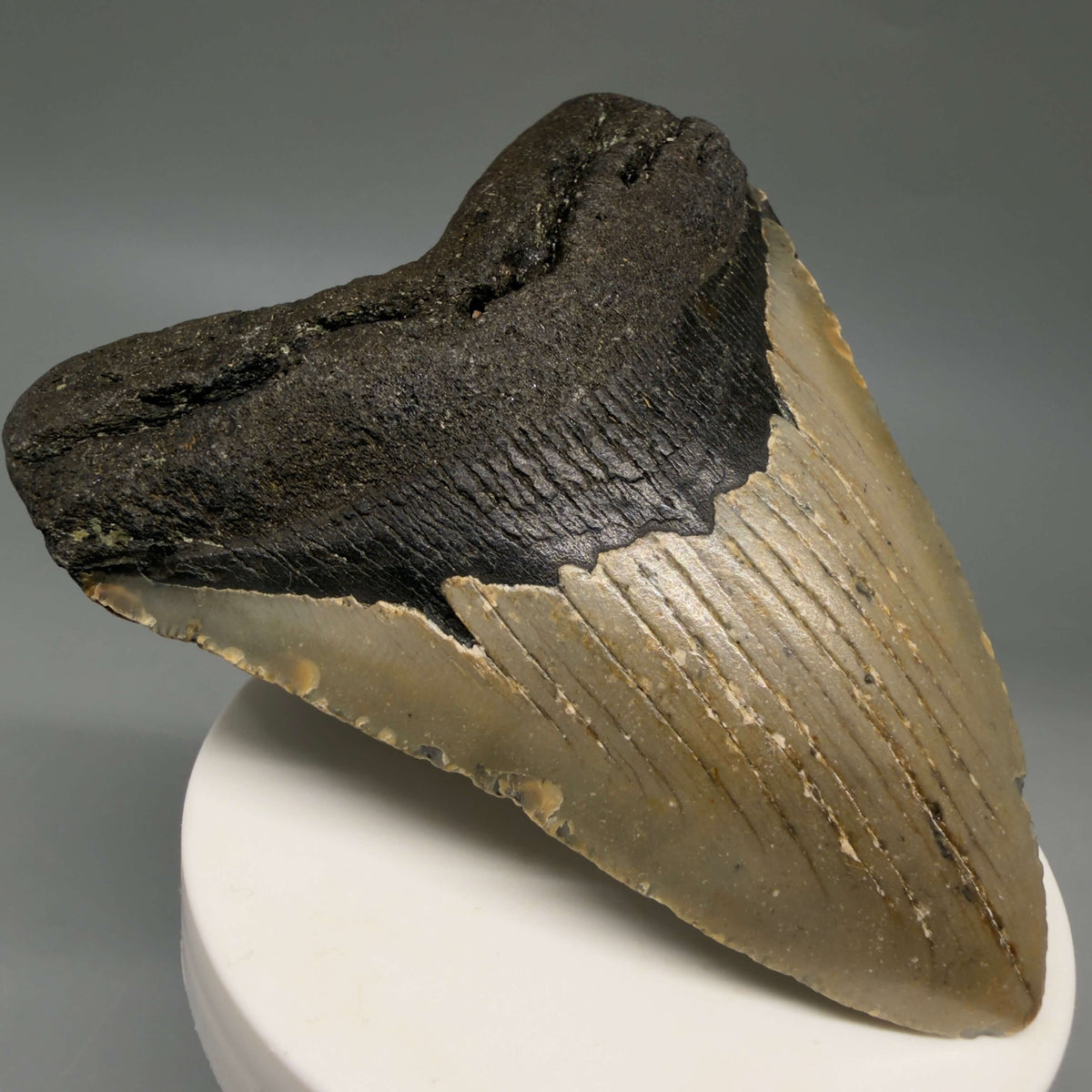 Front Left View Colorful, heart-shaped 3.57" Fossil Megalodon Tooth from North Carolina - megalodonteeth.com CM6803