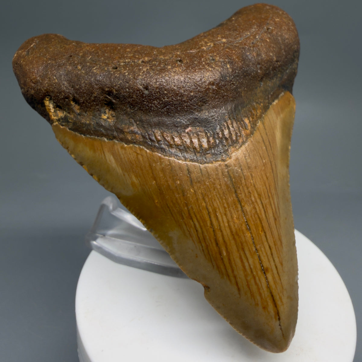 Front Left View Colorful, heart-shaped 3.59" Fossil Megalodon Tooth from North Carolina - megalodonteeth.com CM6642