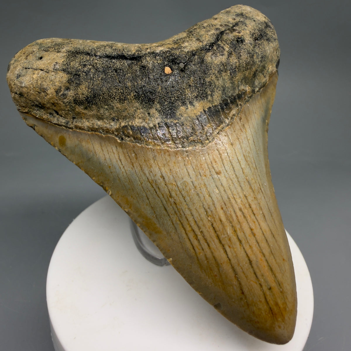 Front Left View Colorful, heart-shaped 3.61" Fossil Megalodon Tooth from North Carolina - megalodonteeth.com CM6640