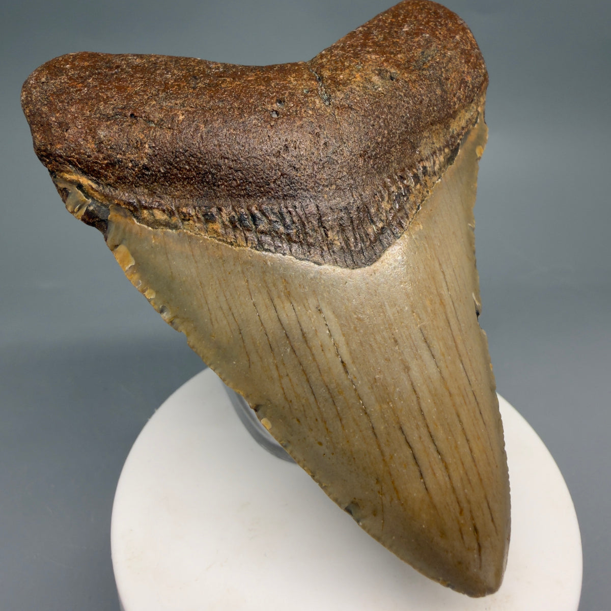 Front Left View Colorful, heart-shaped 3.62" Fossil Megalodon Tooth from North Carolina - megalodonteeth.com CM664
