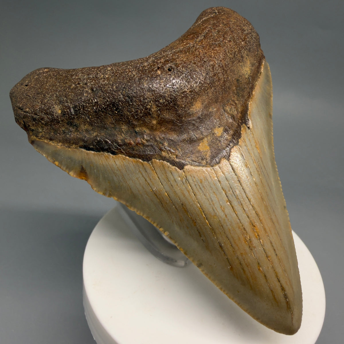 Front Left View Colorful, heart-shaped 3.63" Fossil Megalodon Tooth from North Carolina - megalodonteeth.com CM6643
