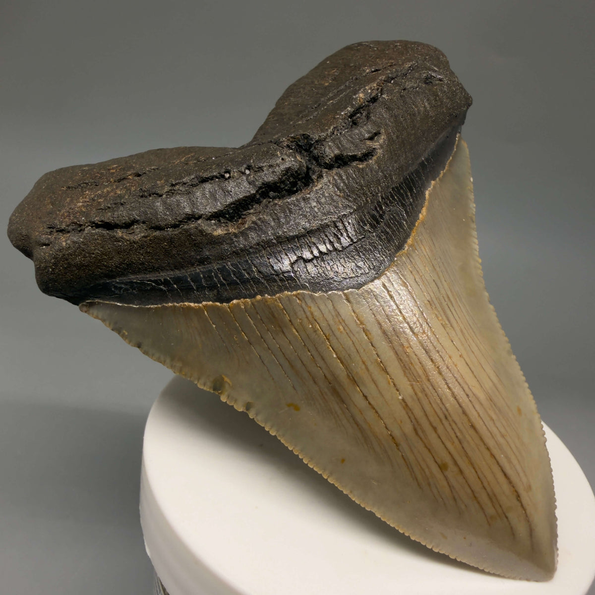 Front Left View Colorful, heart-shaped 3.67" Fossil Megalodon Tooth from North Carolina - megalodonteeth.com CM6804