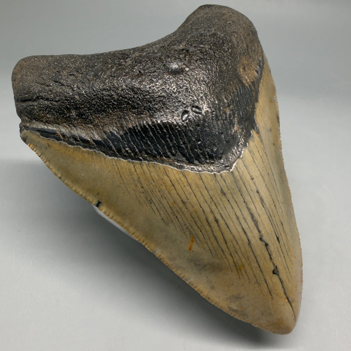 Front Left View Colorful, heart-shaped 3.68" Fossil Megalodon Tooth from North Carolina - megalodonteeth.com CM6646