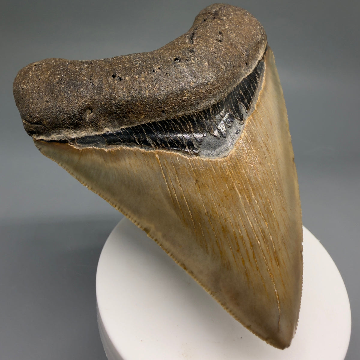 Front Left View Colorful, heart-shaped 3.70" Fossil Megalodon Tooth from North Carolina - megalodonteeth.com CM6772