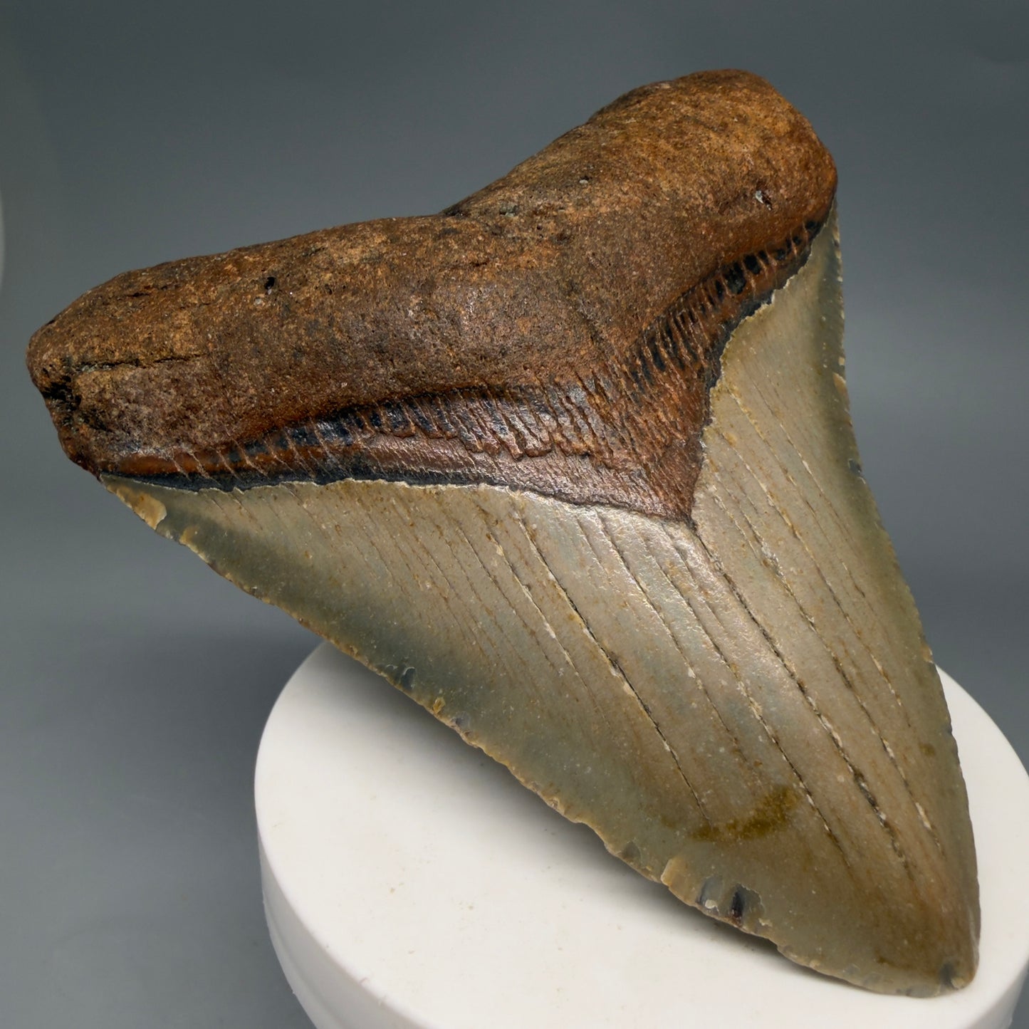 Front Left View Colorful, heart-shaped 3.74" Fossil Megalodon Tooth from North Carolina - megalodonteeth.com CM6580