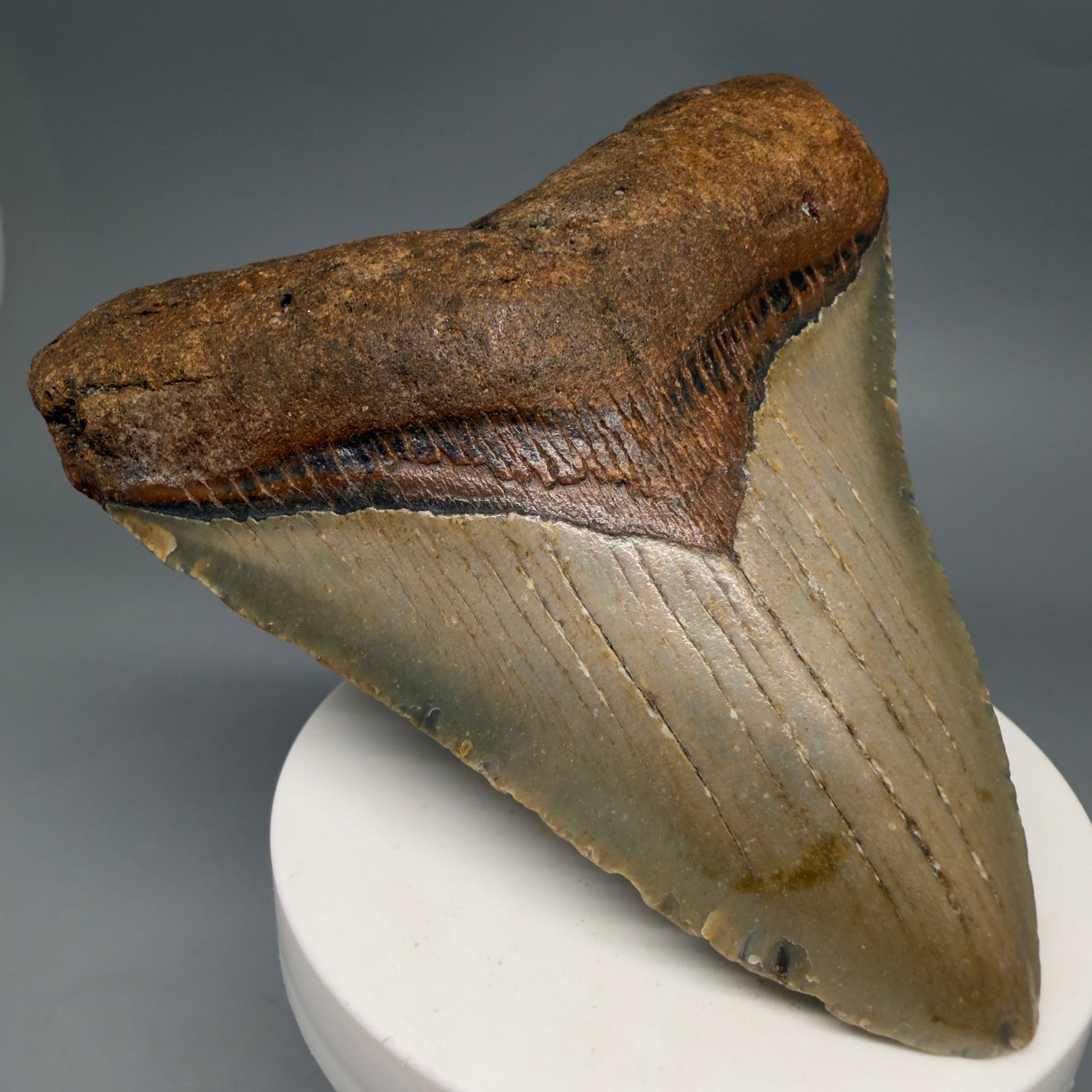 Front Left View Colorful, heart-shaped 3.74" Fossil Megalodon Tooth from North Carolina - megalodonteeth.com CM6580