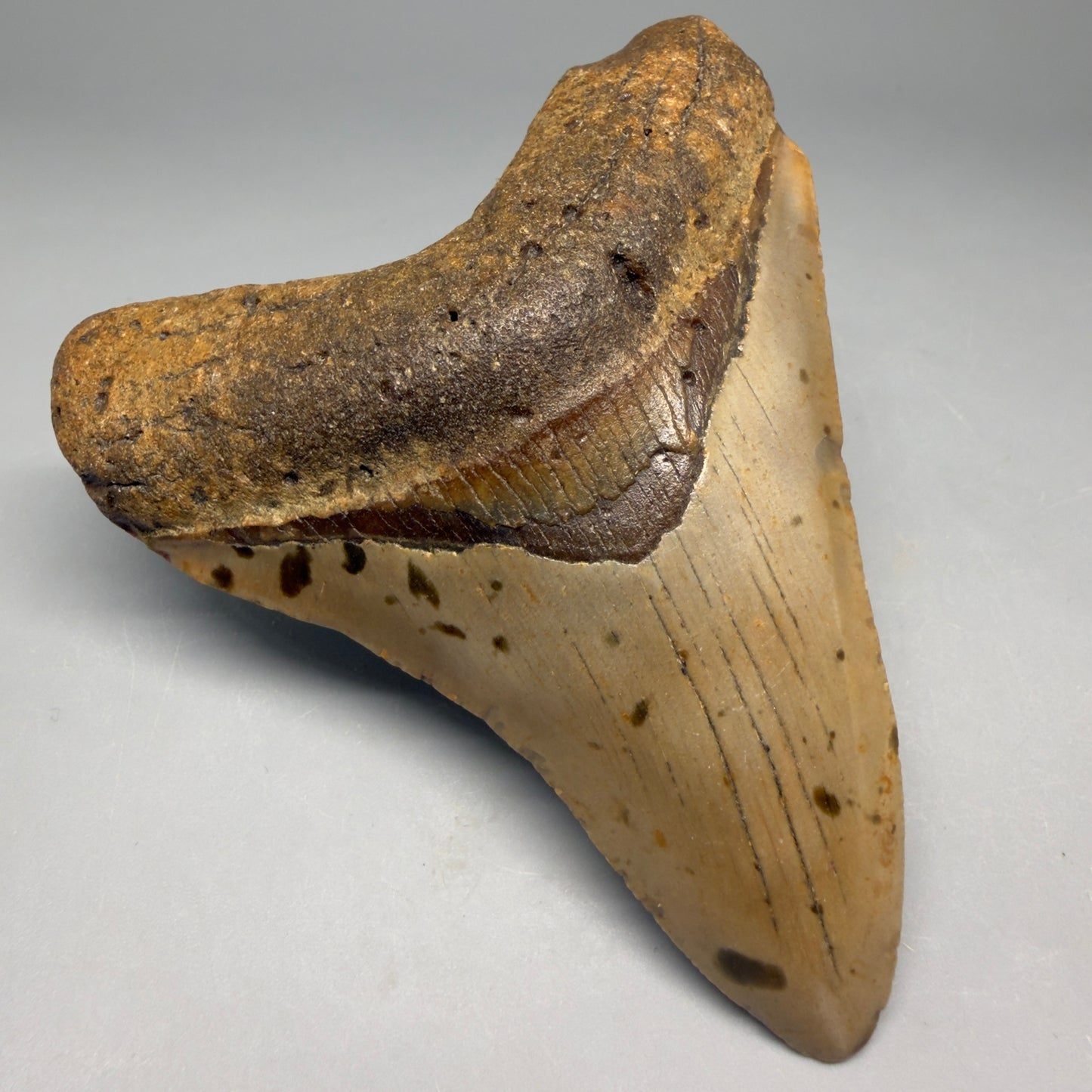 Front Left View Colorful, heart-shaped 3.90" Fossil Megalodon Tooth from North Carolina - megalodonteeth.com CM6504