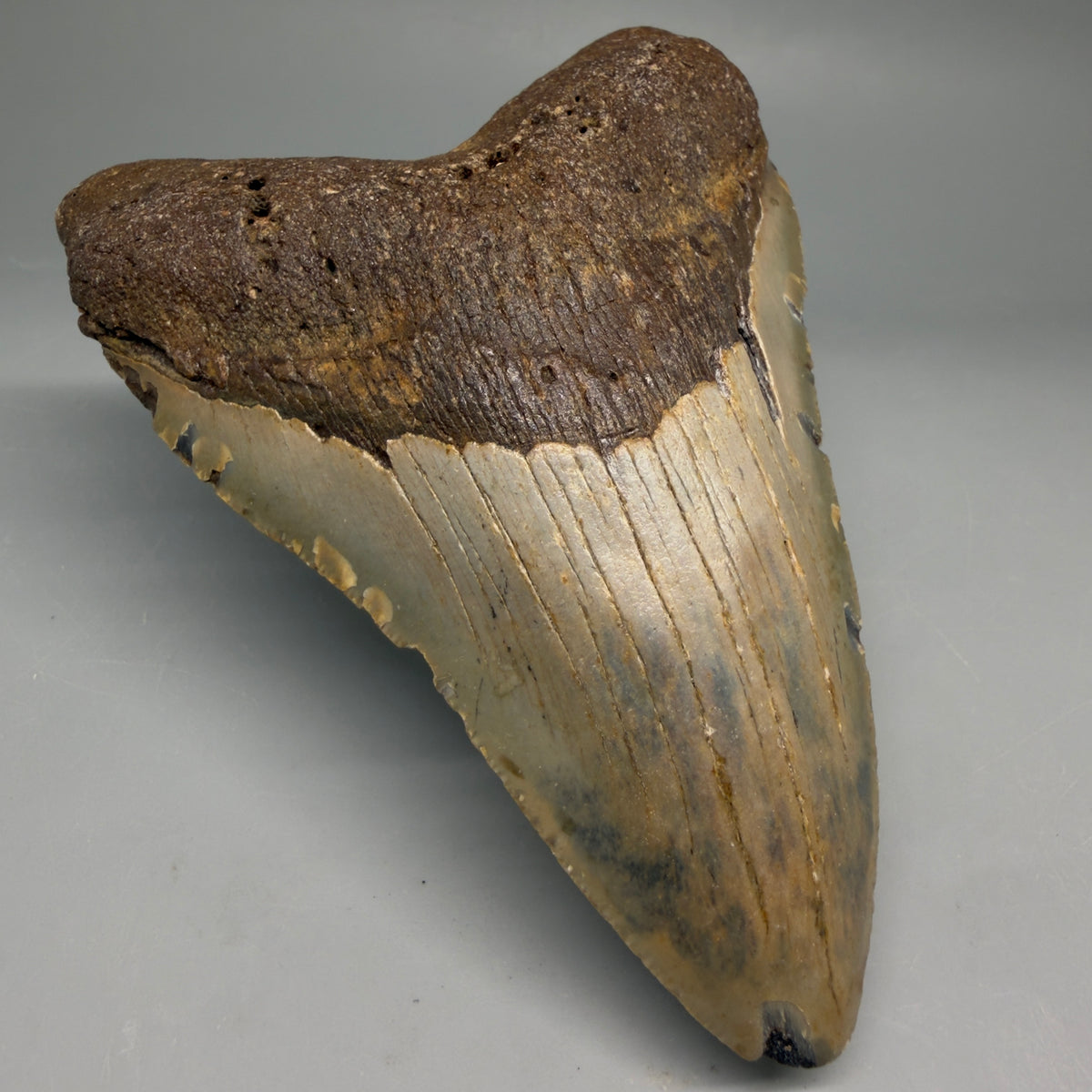 Front Left View Colorful, heart-shaped 5.07" Authentic Megalodon Tooth – North Carolina Fossil | Carcharocles megalodon megalodonteeth.com
