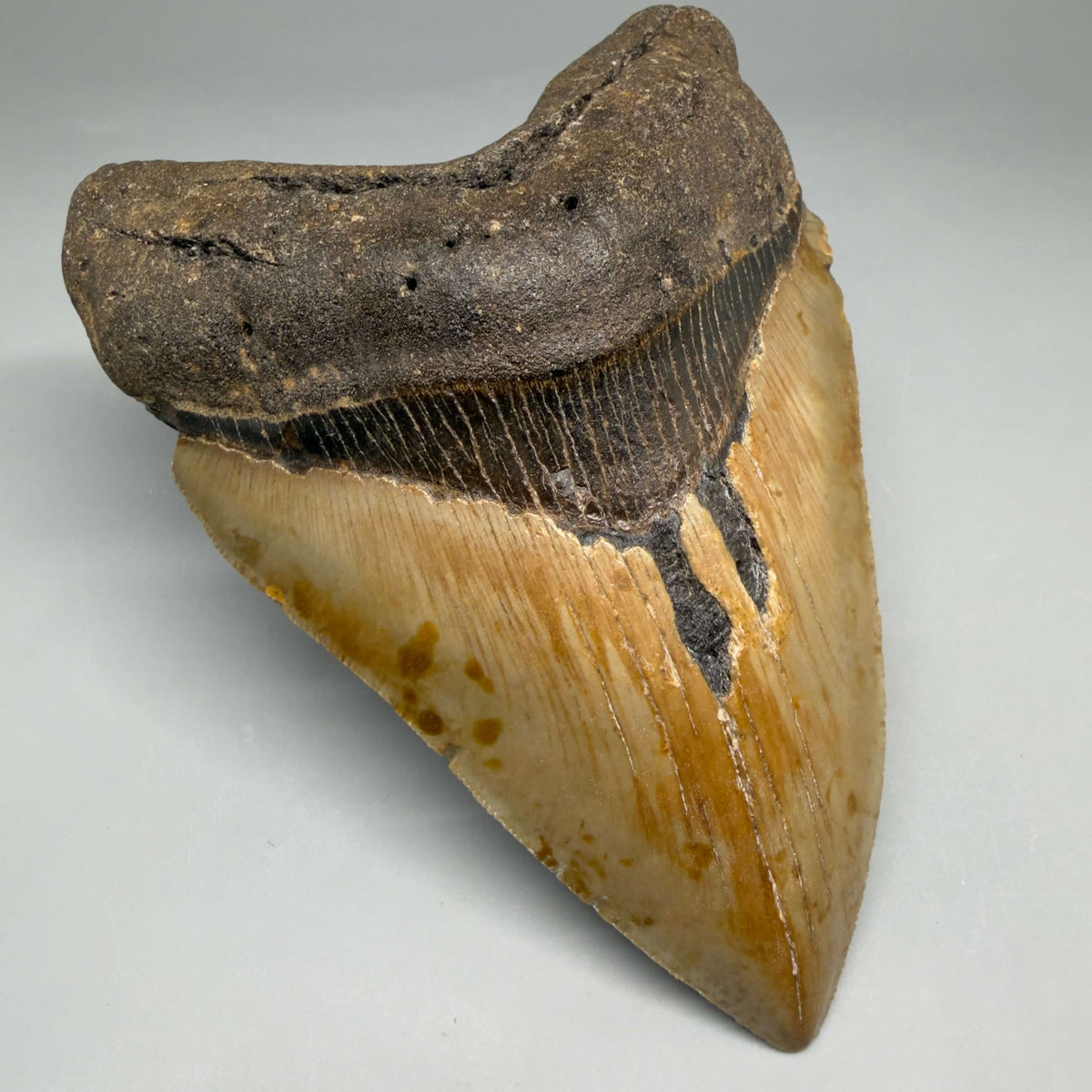 Front Left View Colorful, heart-shaped 5.14" Authentic Megalodon Tooth – North Carolina Fossil | Carcharocles megalodon megalodonteeth.com CM6721