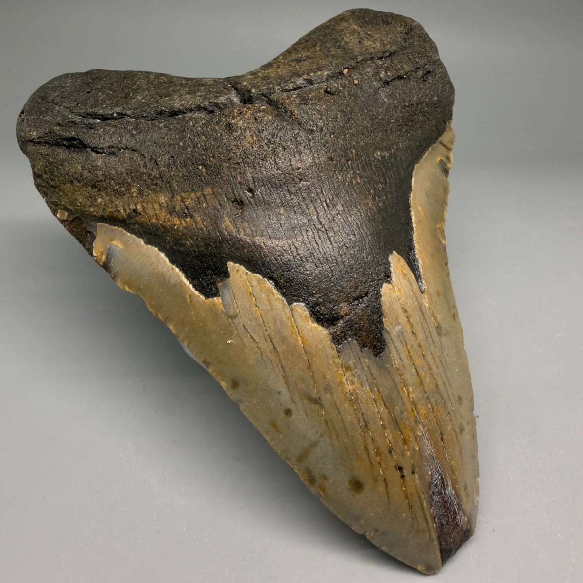 Front Left View Colorful, heart-shaped 5.17" Authentic Megalodon Tooth – North Carolina Fossil | Carcharocles megalodon megalodonteeth.com CM6711