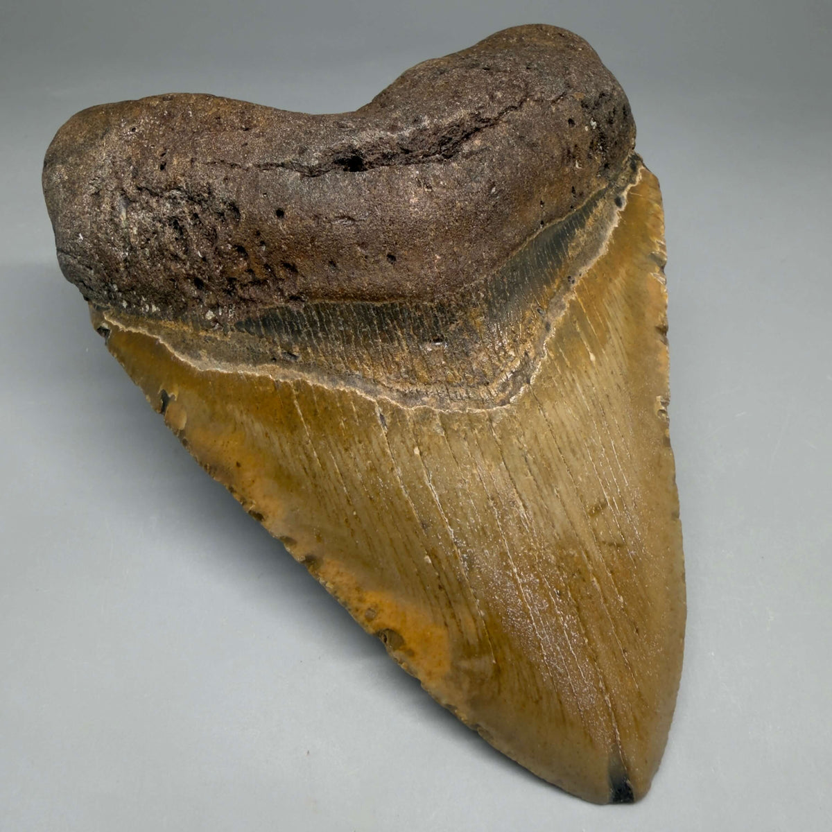 Front Left View Colorful, heart-shaped 5.18" Authentic Megalodon Tooth – North Carolina Fossil | Carcharocles megalodon megalodonteeth.com CM6720 