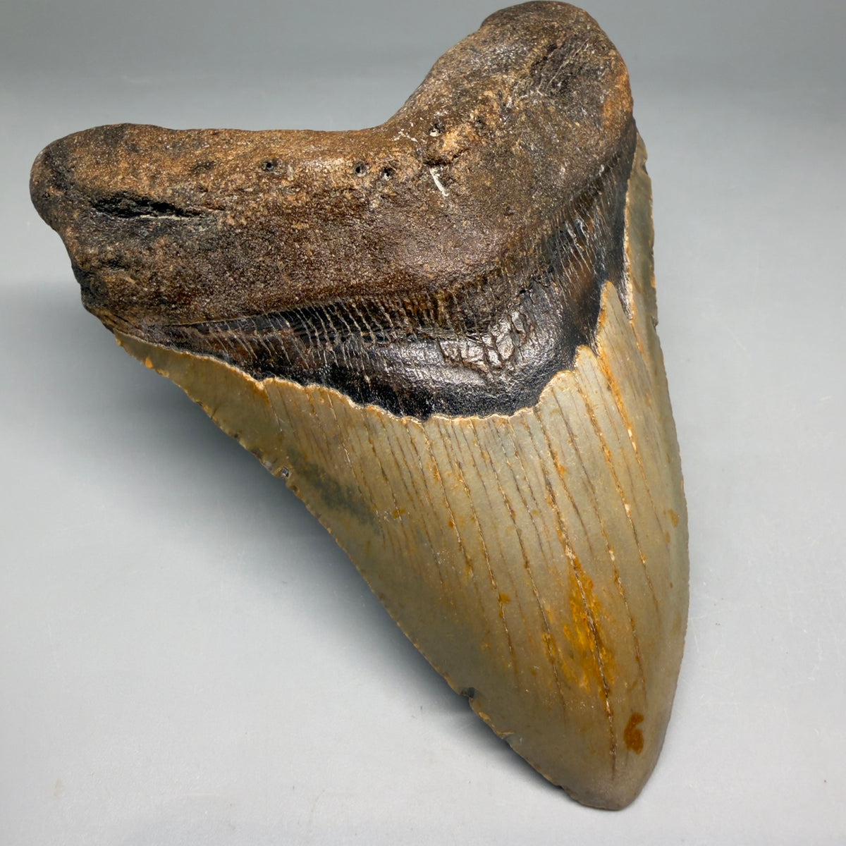 Front Left View Colorful, heart-shaped 5.19" Authentic Megalodon Tooth – North Carolina Fossil | Carcharocles megalodon megalodonteeth.com CM6714 