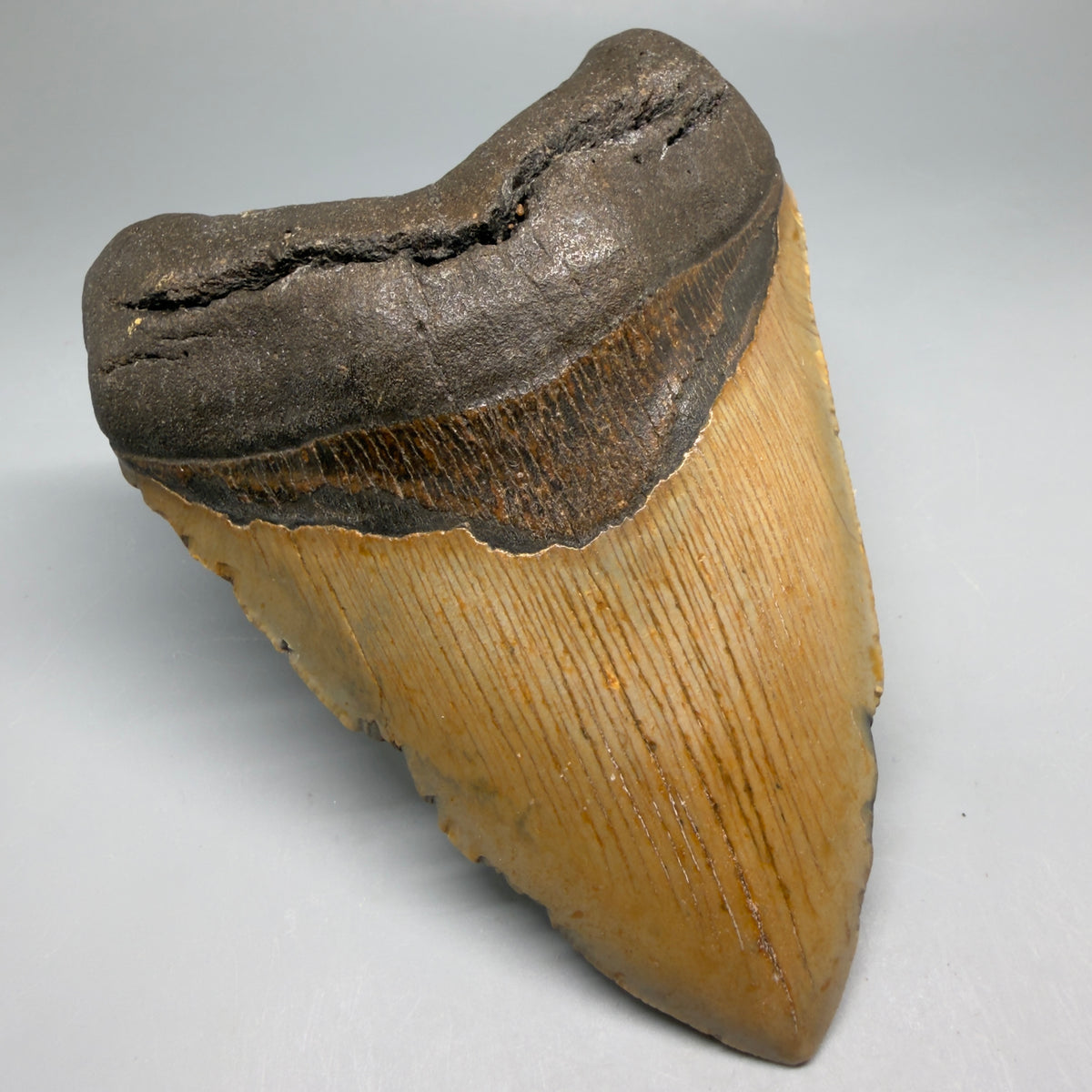 Front Left View Colorful, heart-shaped 5.22" Authentic Megalodon Tooth – North Carolina Fossil | Carcharocles megalodon megalodonteeth.com CM6712 