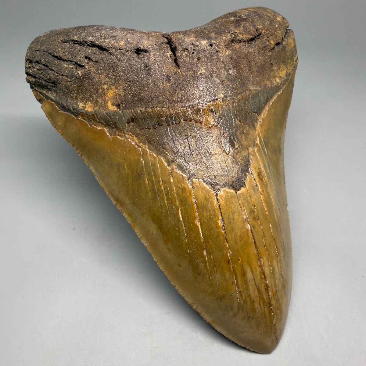 Front Left View Colorful, heart-shaped 5.29" Authentic Megalodon Tooth – North Carolina Fossil | Carcharocles megalodon megalodonteeth.com CM6715 