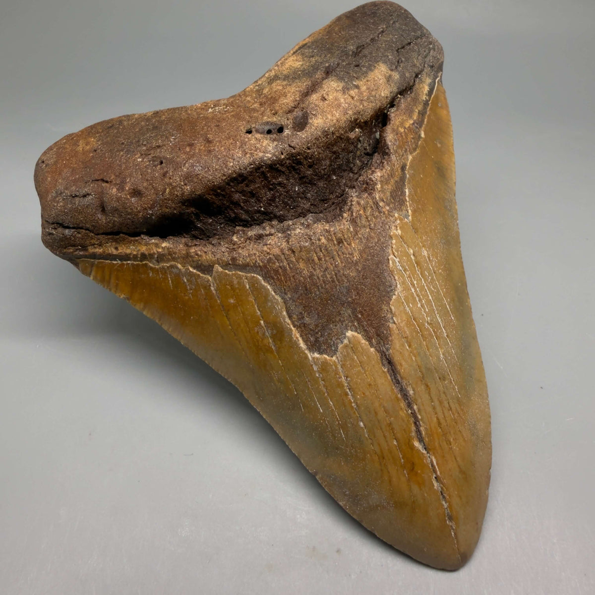 Front Left View Colorful, heart-shaped 5.32" Authentic Megalodon Tooth – North Carolina Fossil | Carcharocles megalodon megalodonteeth.com CM6713