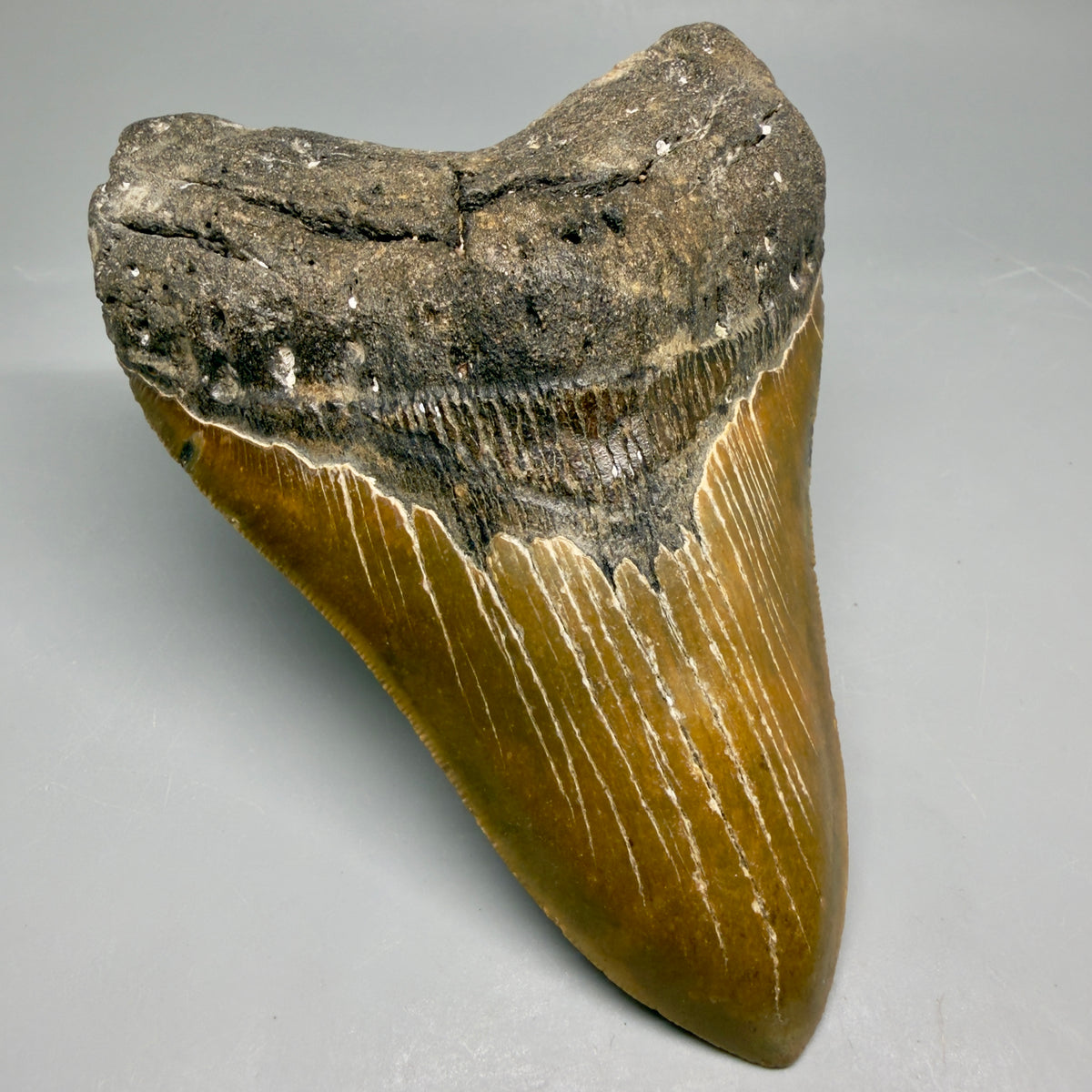 Front Left View Colorful, heart-shaped 5.44" Authentic Megalodon Tooth – North Carolina Fossil | Carcharocles megalodon megalodonteeth.com MJ107