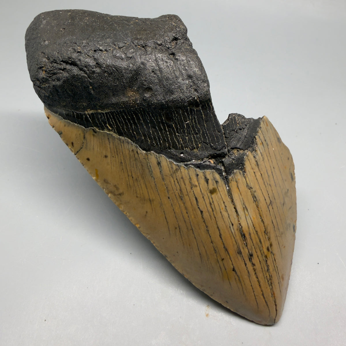 Front Left View Colorful, heart-shaped 5.48" Authentic Megalodon Tooth – North Carolina Fossil | Carcharocles megalodon megalodonteeth.com CM6710 