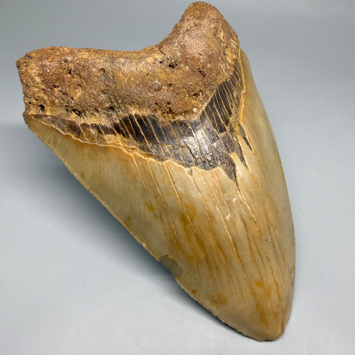 Front Left View Colorful, heart-shaped 5.73" Authentic Megalodon Tooth – North Carolina Fossil | Carcharocles megalodon megalodonteeth.com CM6717 