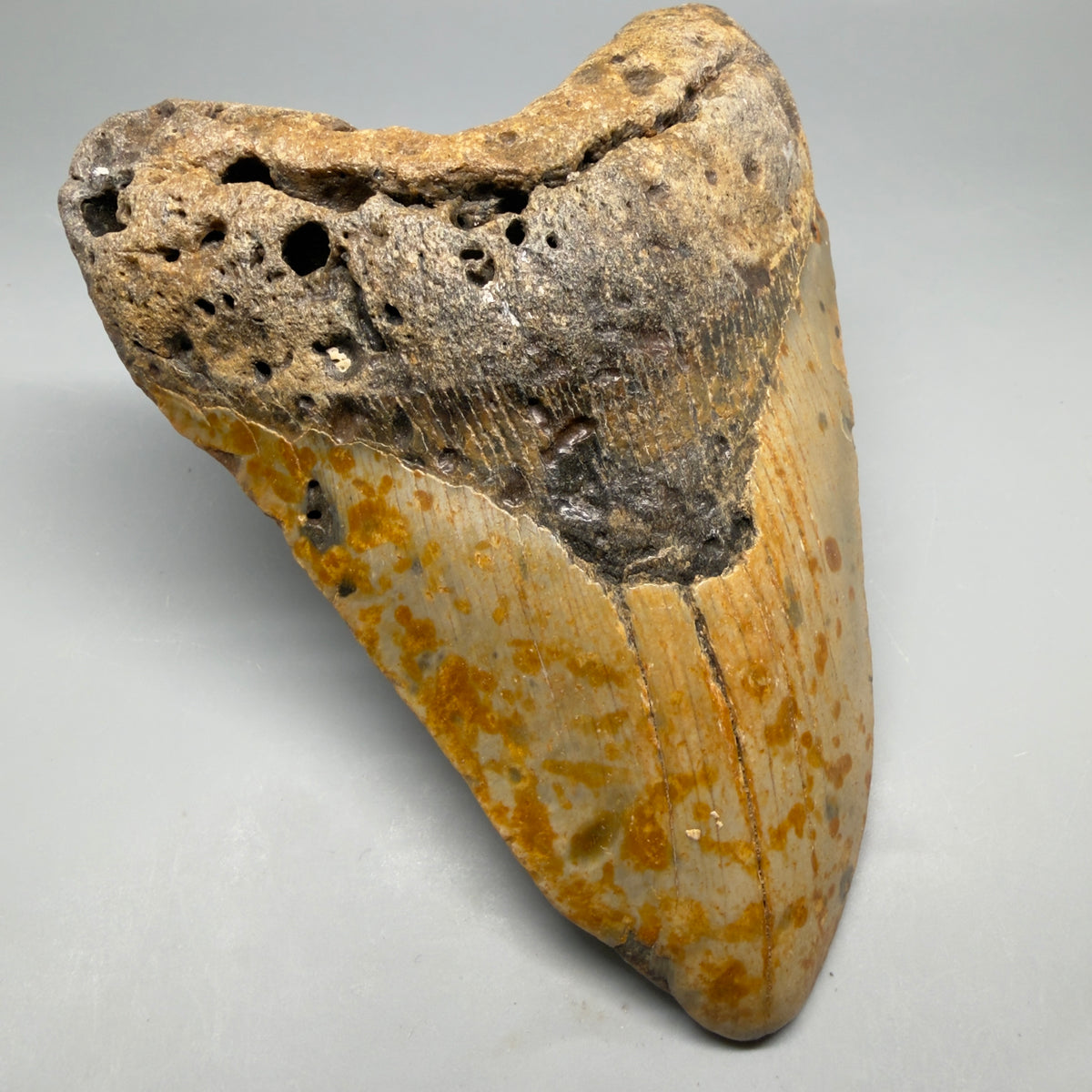 Front Left View Colorful, heart-shaped 5.75" Authentic Megalodon Tooth – North Carolina Fossil | Carcharocles megalodon megalodonteeth.com CM6716 