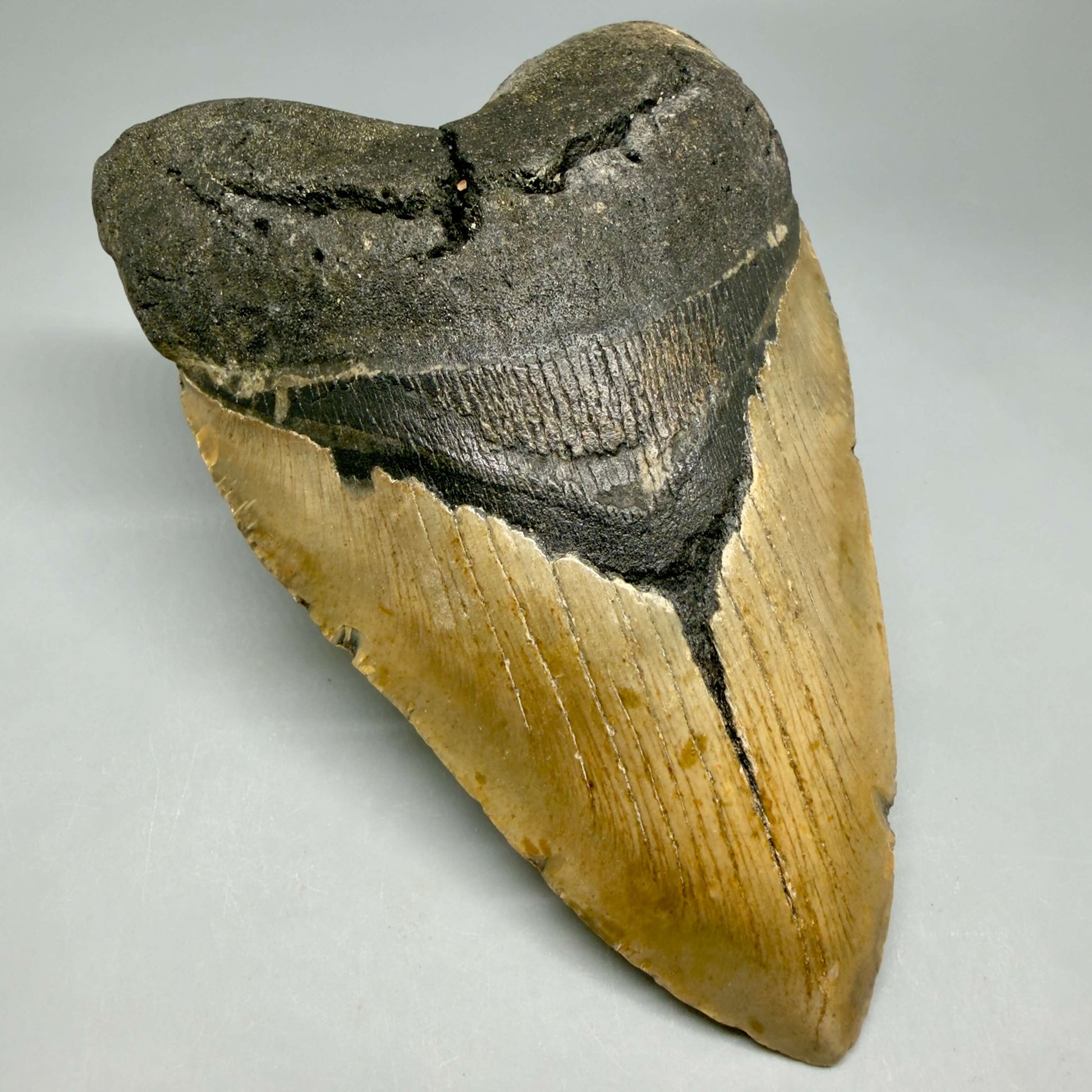Front Left View Colorful, heart-shaped 5.85" Authentic Megalodon Tooth – North Carolina Fossil | Carcharocles megalodon CM6458