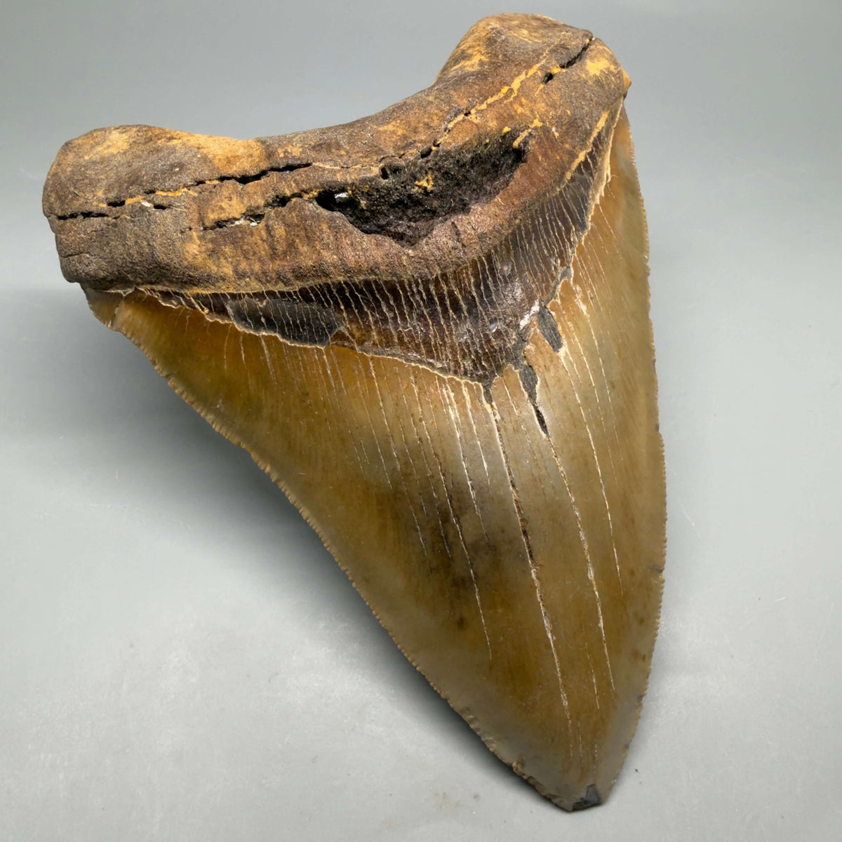 Front Left View Colorful, heart-shaped 5.90" Authentic Megalodon Tooth – North Carolina Fossil | Carcharocles megalodon megalodonteeth.com CM6718 