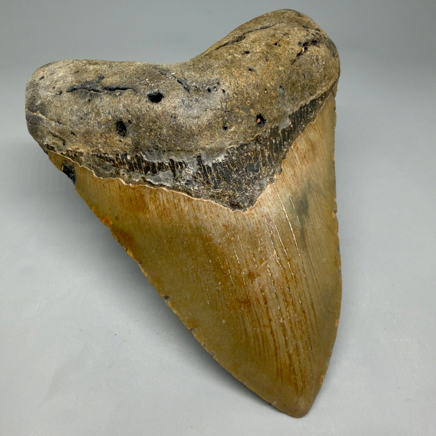 Front Left View Colorful, heart shaped 5.05" Authentic Megalodon Tooth – North Carolina Fossil | Carcharocles megalodon CM6454