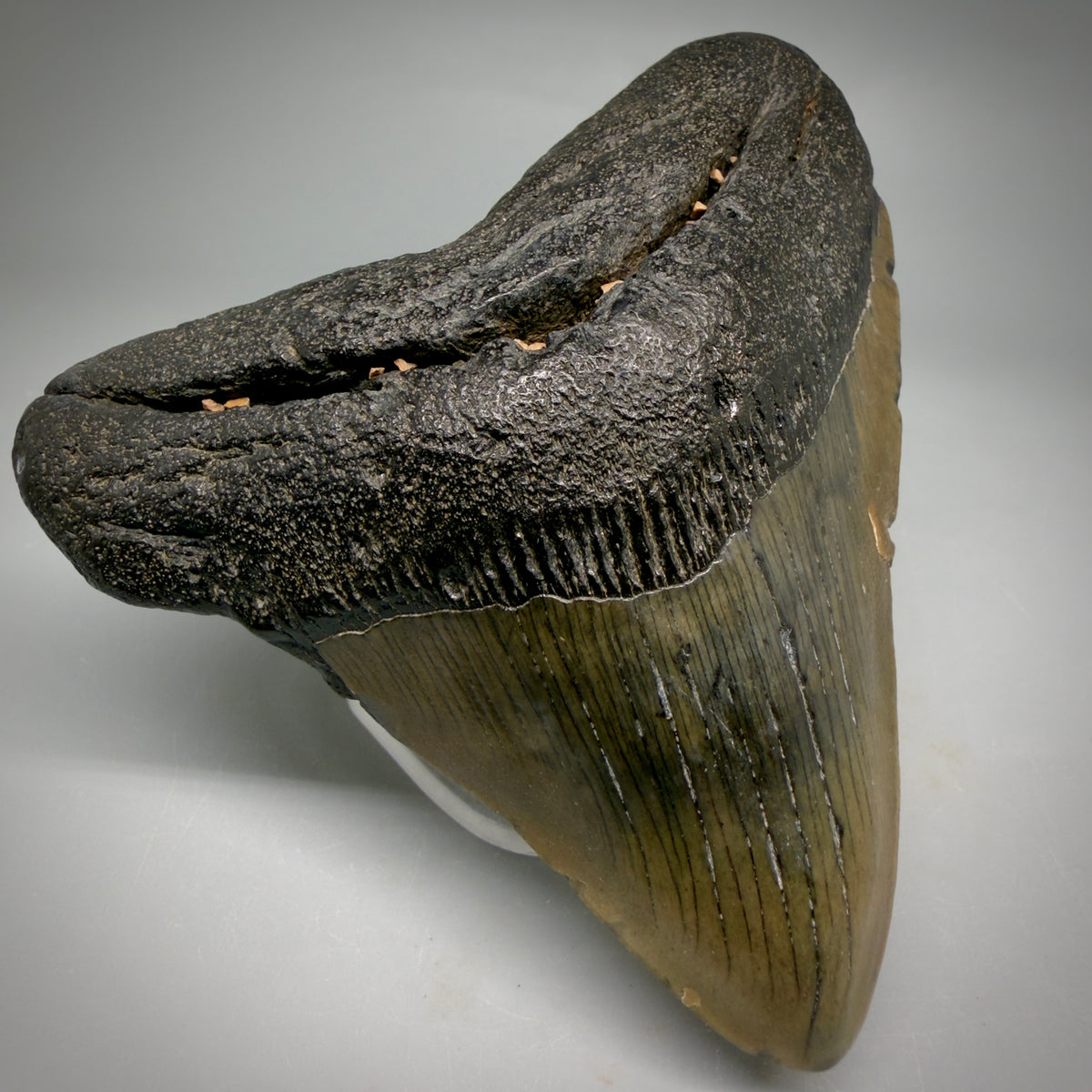 Front Left View Colorful, lateral 3.86" Fossil Megalodon Tooth from South Carolina megalodonteeth.com CM6573
