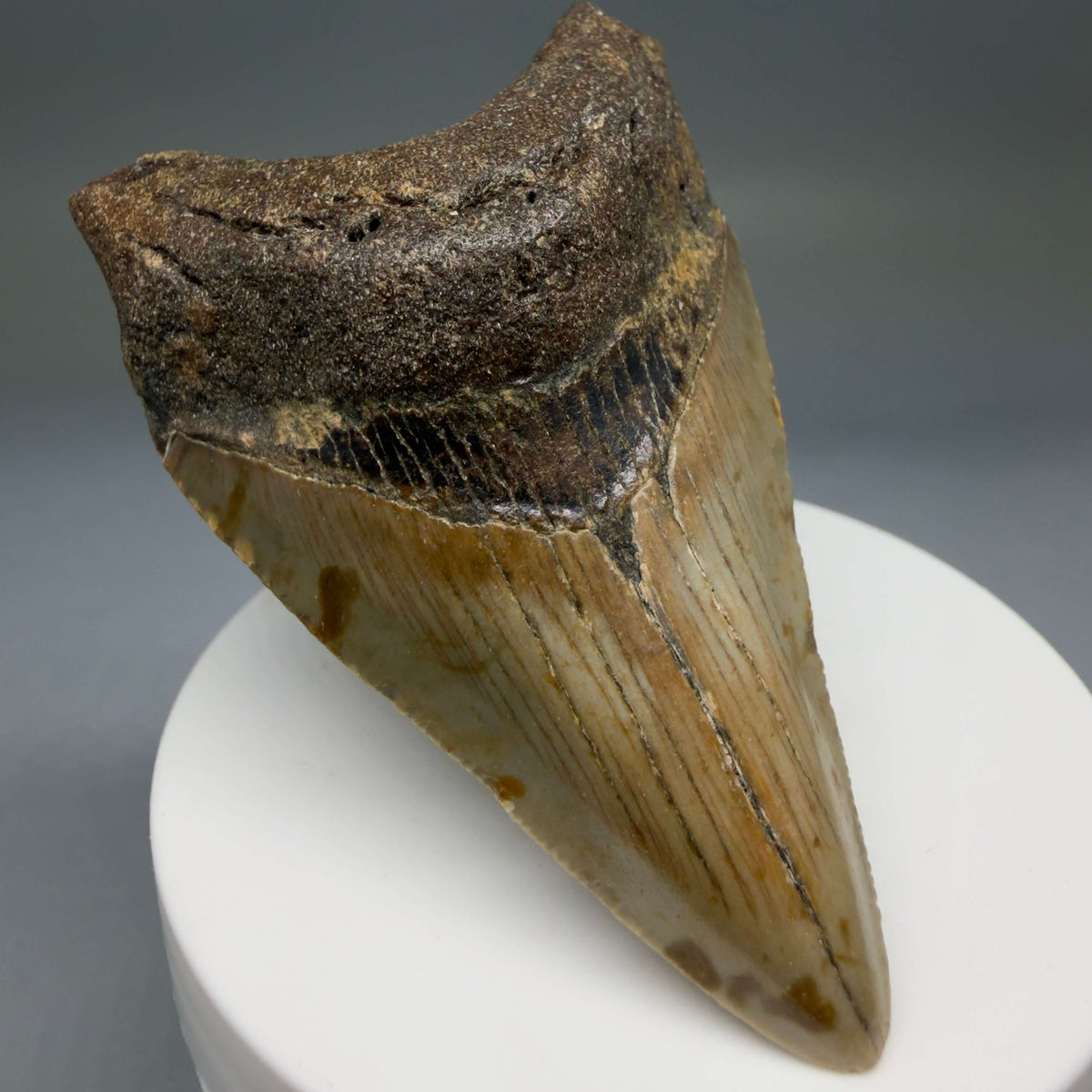 Front Left View Colorful lower 2.85" Fossil Megalodon Tooth - Authentic Carcharocles megalodon Fossil from North Carolina megalodonteeth.com CM6789