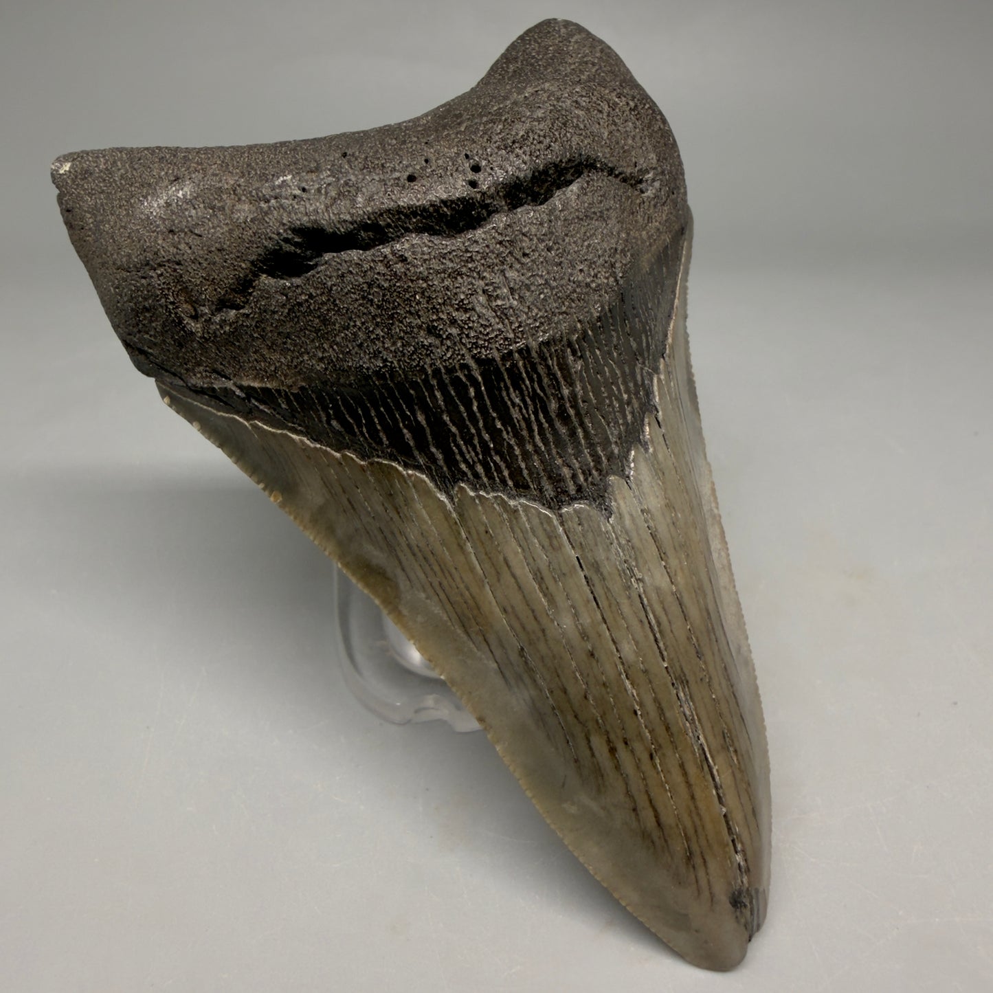 Front Left View Colorful lower, sharply serrated 3.72" Fossil Megalodon Tooth from South Carolina megalodonteeth.com CM6568