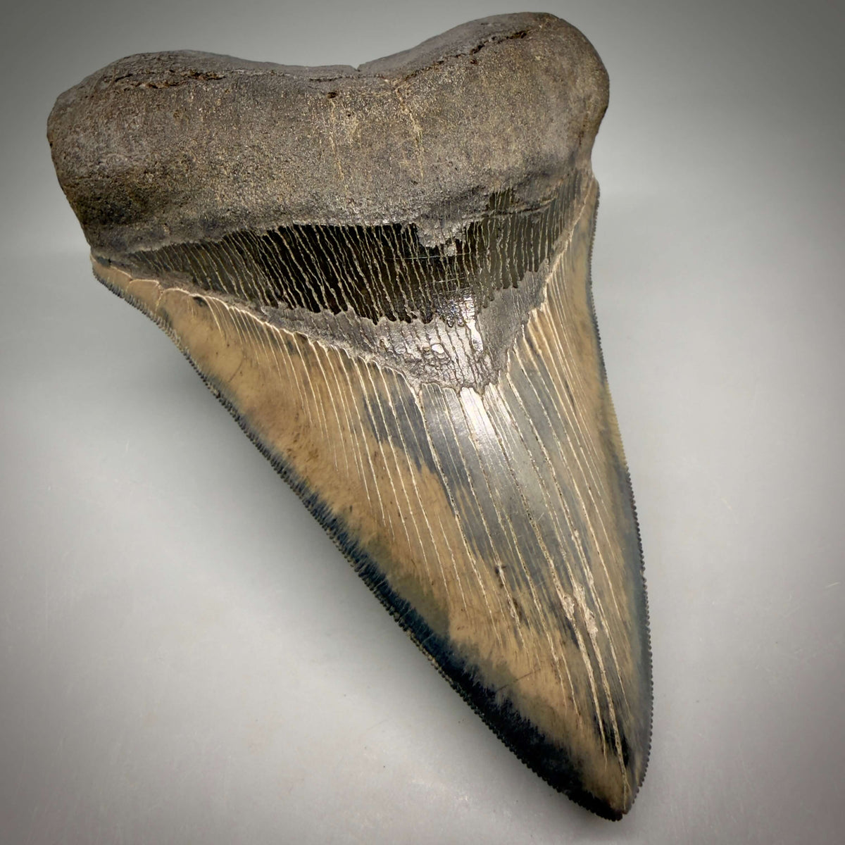 Front Left View Colorful lower, sharply serrated 5.33" Fossil Megalodon Tooth from South Carolina megalodonteeth.com CM6702