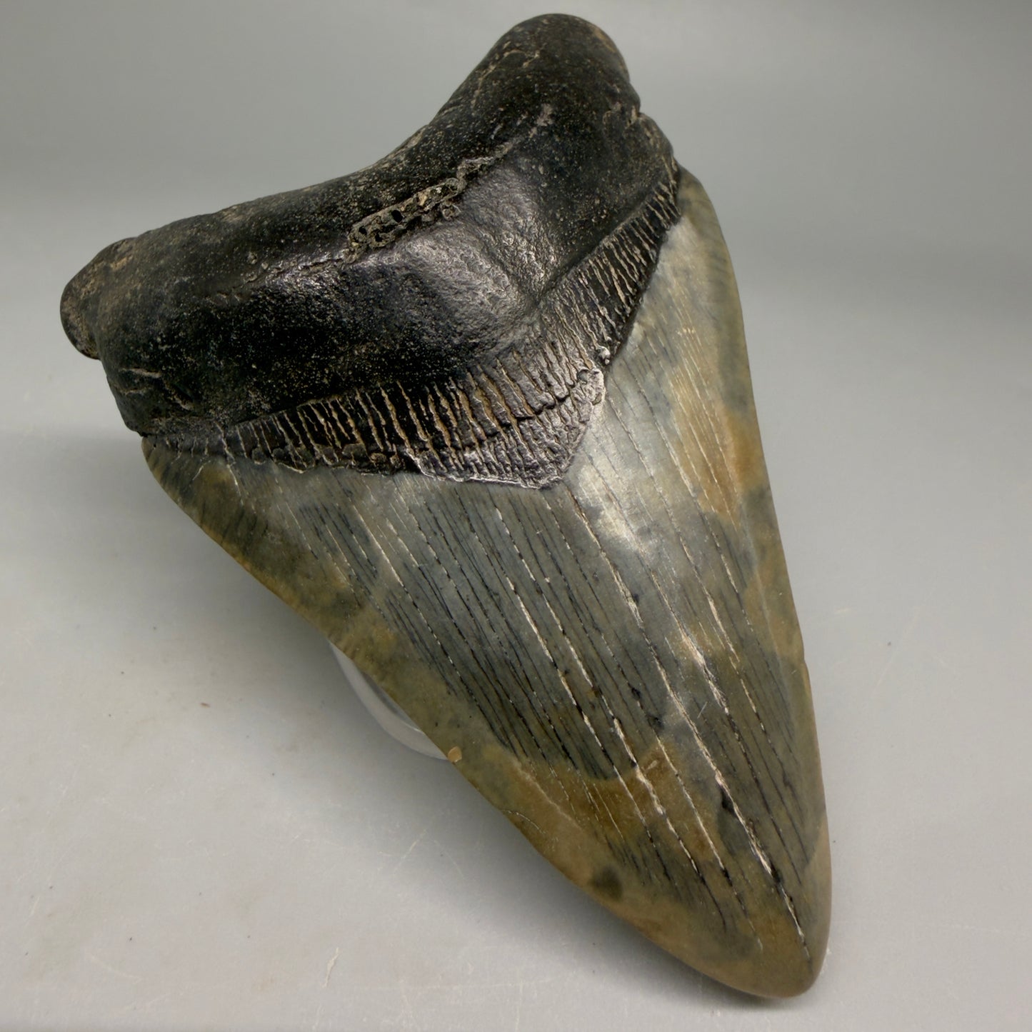 Front Left View Colorful prints 3.87" Megalodon Tooth – Fossil Megalodon Tooth from South Carolina megalodonteeth.com CM6571