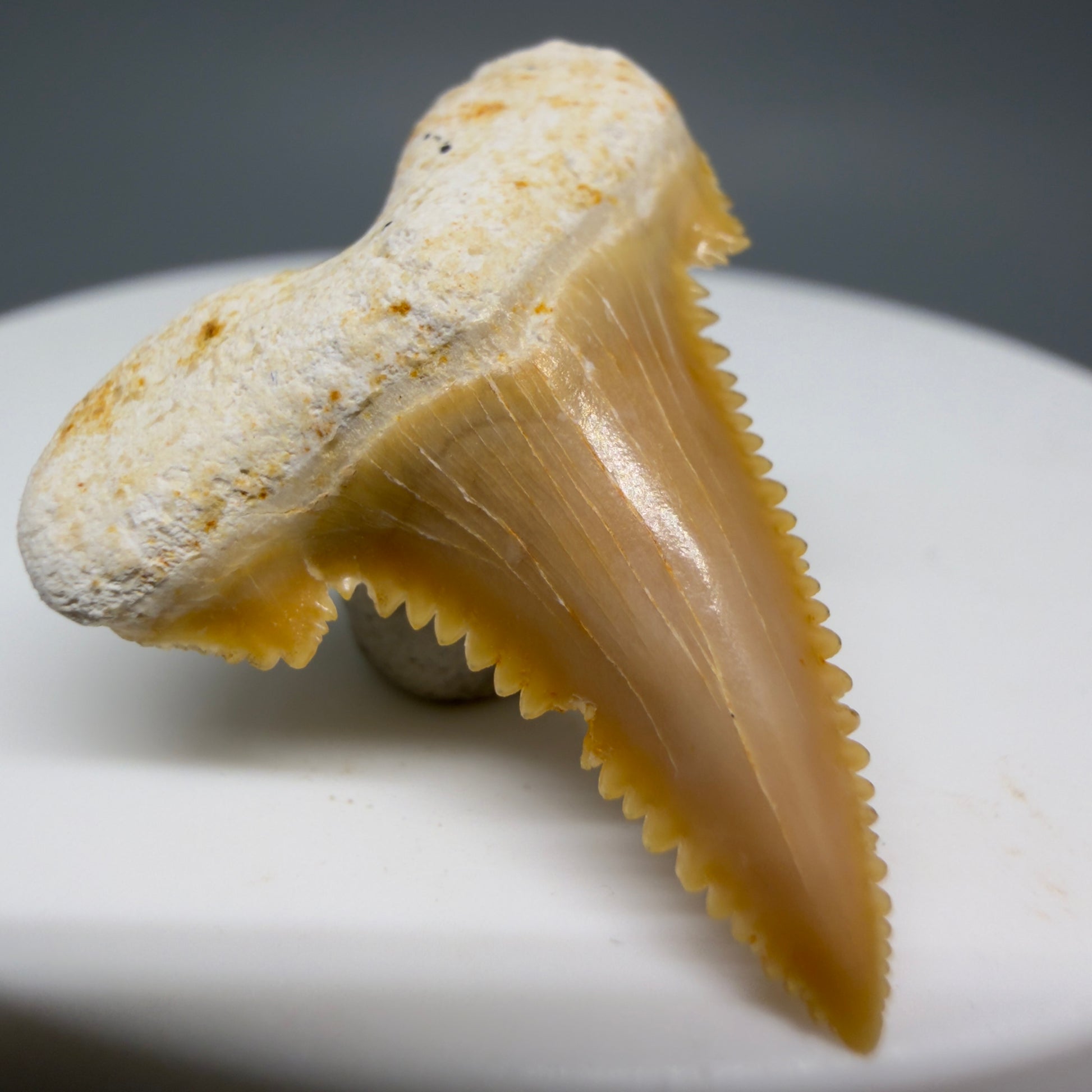 Front Left View Colorful, serrated 1.20" Fossil Carcharocles sokolowi (auriculatus) Shark Tooth - Western Sahara AU400 