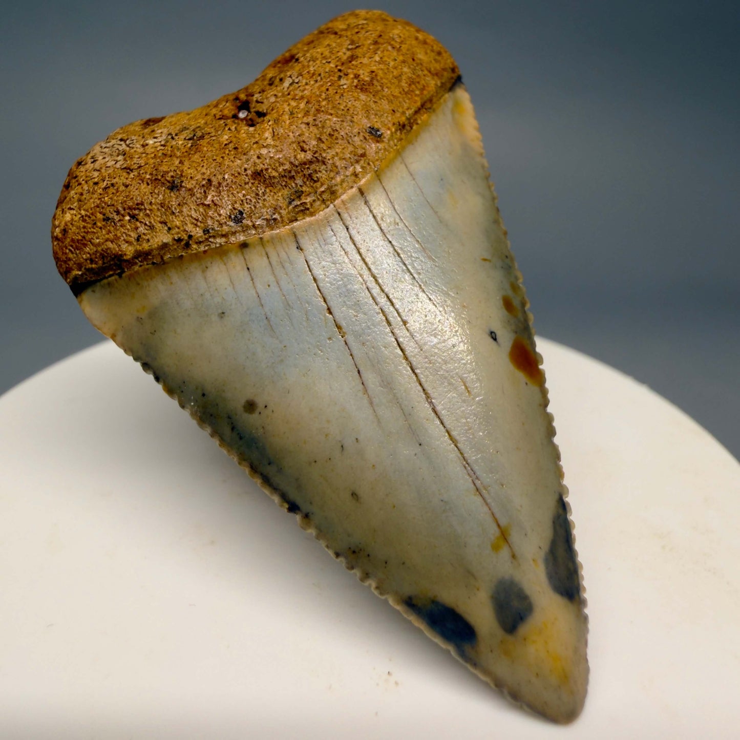 Front Left View Colorful, serrated 2.12" Fossil Great White Shark Tooth - from North Carolina GW1367 