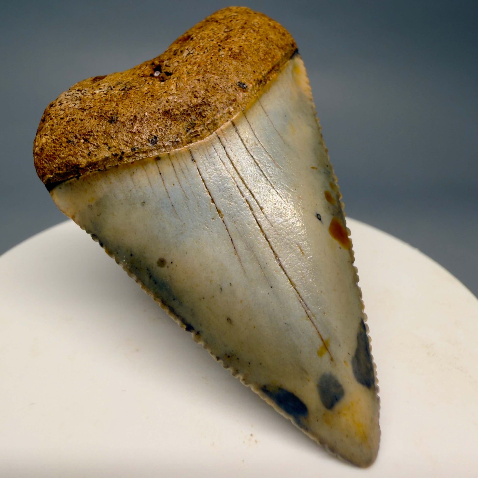 Front Left View Colorful, serrated 2.12" Fossil Great White Shark Tooth - from North Carolina GW1367 