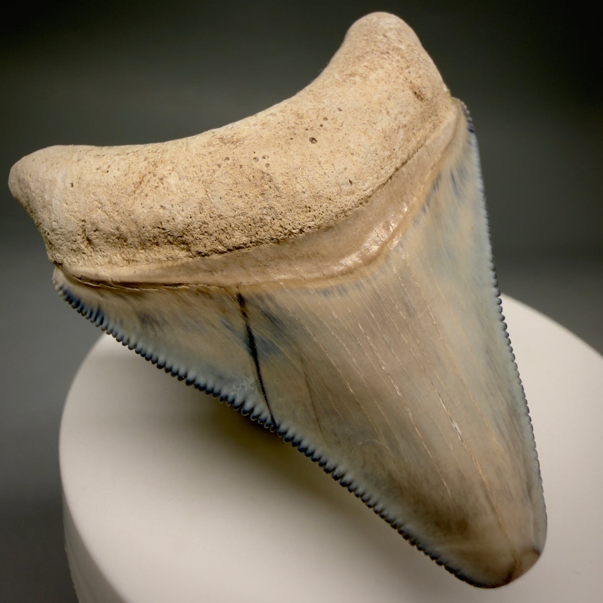 Front Left View Colorful, serrated 2.15" Fossil Megalodon Shark Tooth - Bone Valley, Florida megalodonteeth.com CM6742