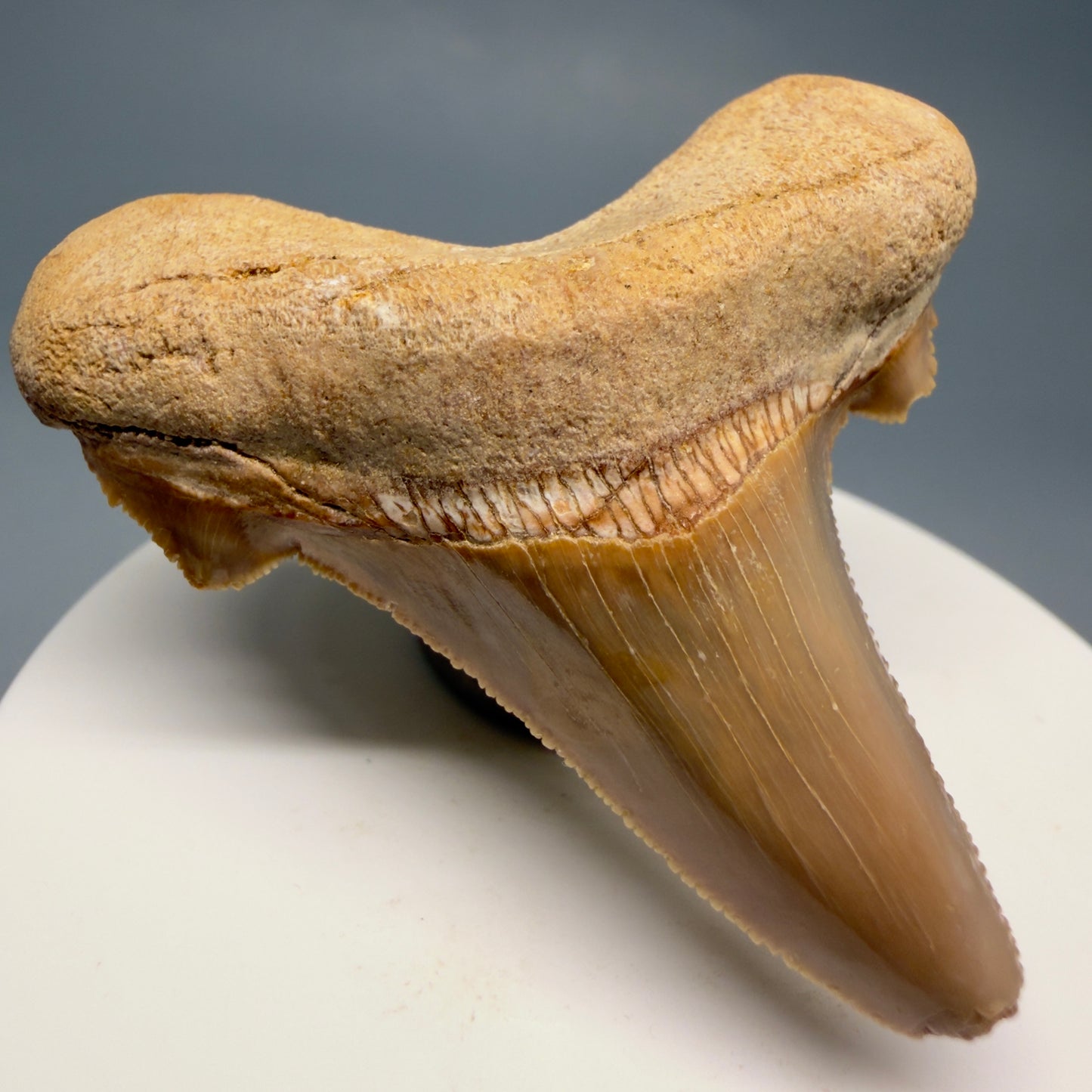 Front Left View Colorful, serrated 2.20" Fossil Carcharocles sokolowi (auriculatus) Shark Tooth - Western Sahara AU401