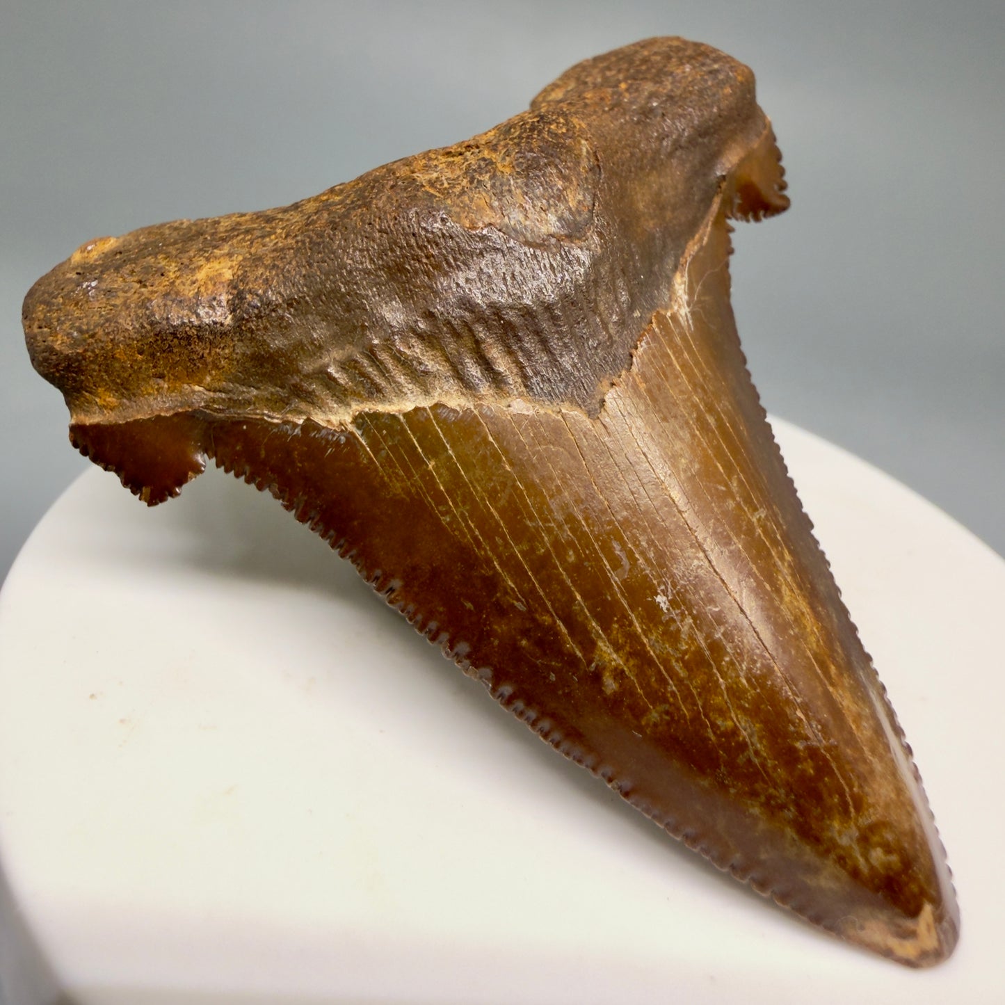 Front Left View Colorful, serrated 2.30" Fossil Carcharocles Sokolowi Shark Tooth - Suwannee River, Florida AU405 