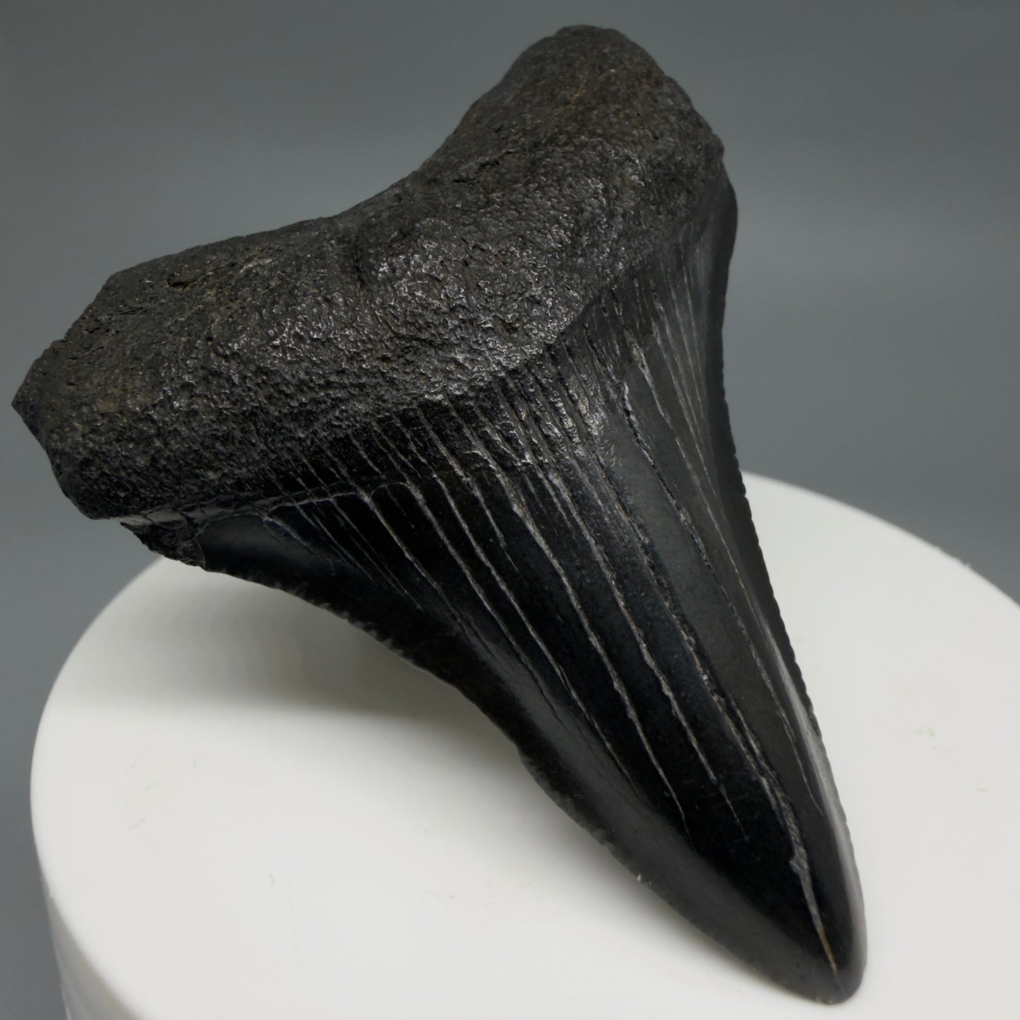 Front Left View Colorful, serrated 2.37" Fossil Megalodon Tooth – South Carolina River Find | Authentic CM6439 