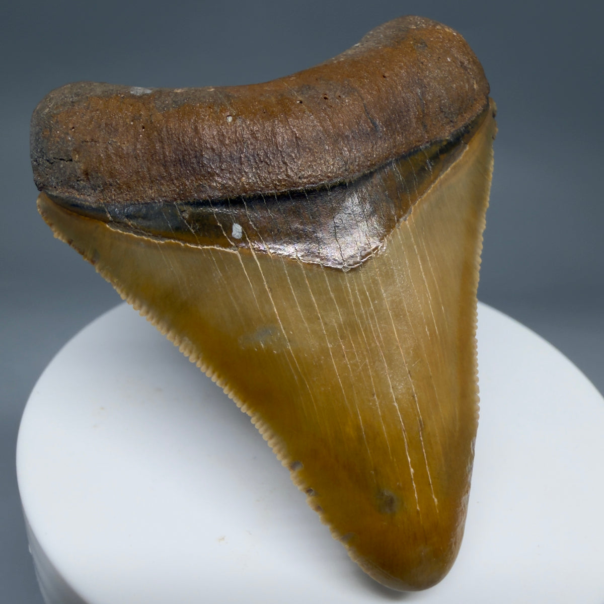 Front Left View Colorful, serrated 2.40" Fossil Megalodon Shark Tooth - Bone Valley, Florida megalodonteeth.com CM6744 CM6744